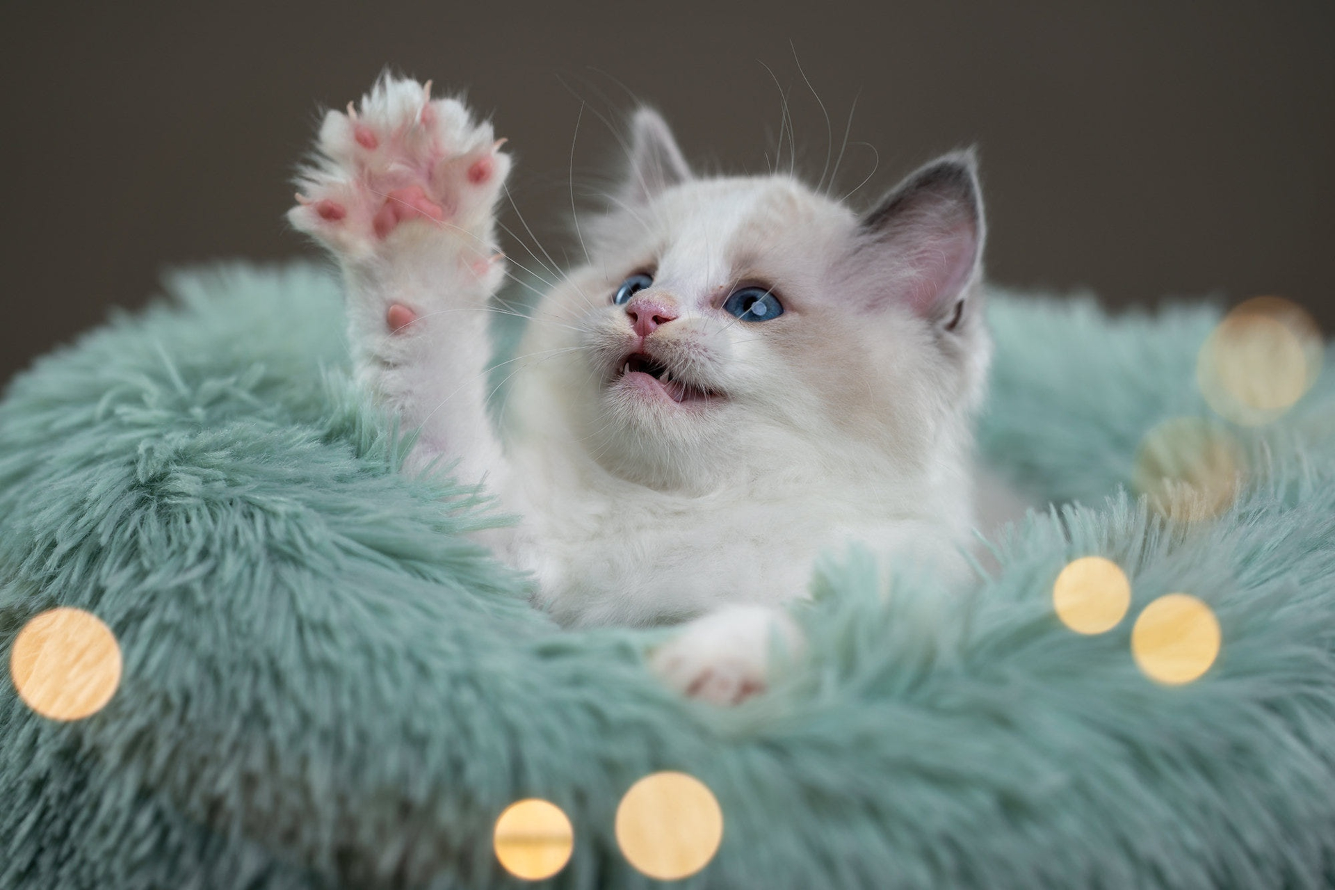 Cute kitten raising paw in fluffy teal bed HD Wallpaper