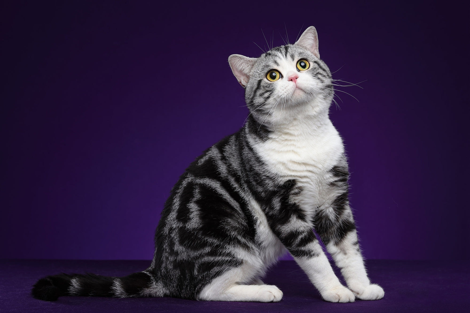 Beautiful silver tabby cat on purple background HD Wallpaper