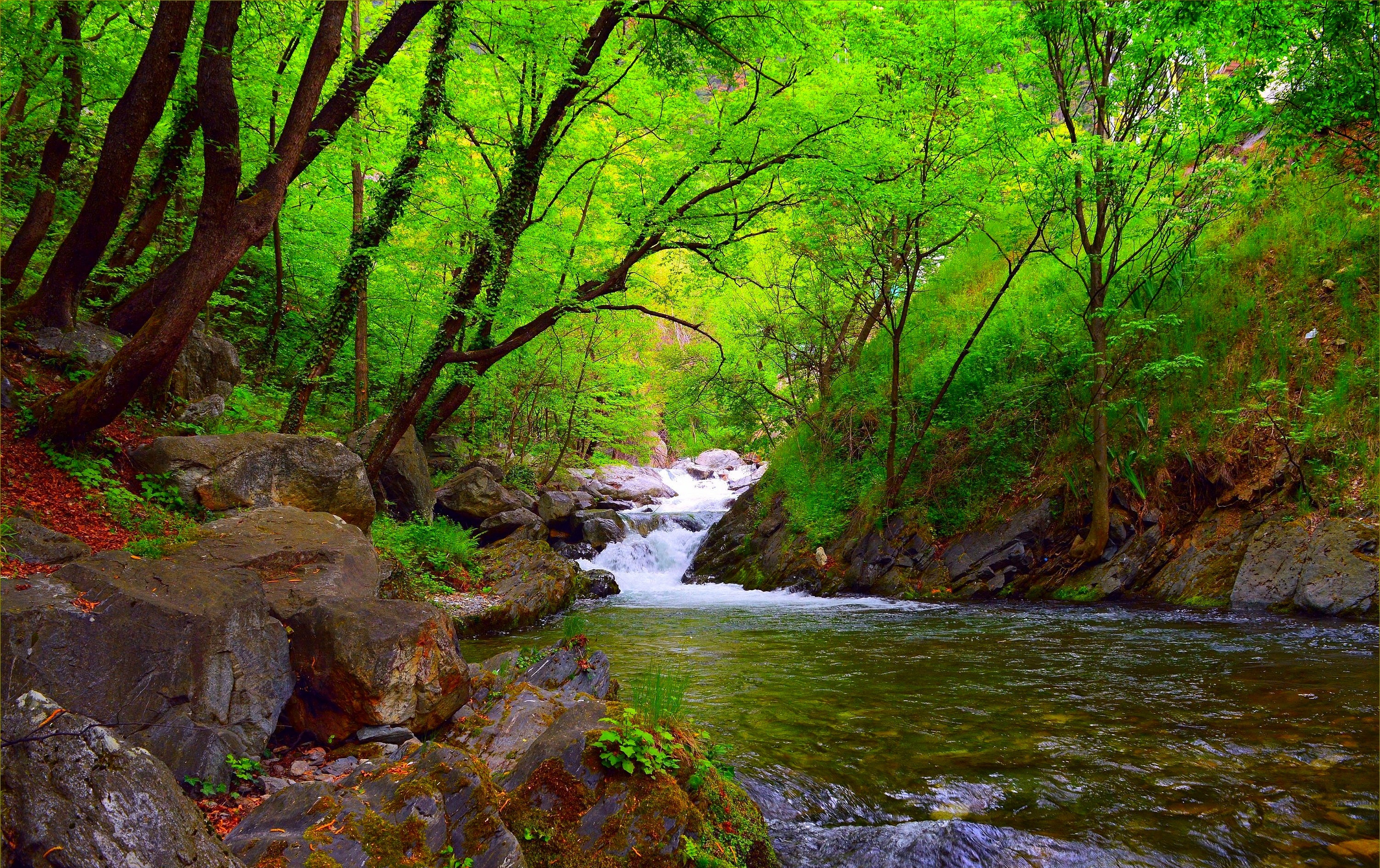 Lush Green Forest with Flowing River and Waterfalls HD Wallpaper