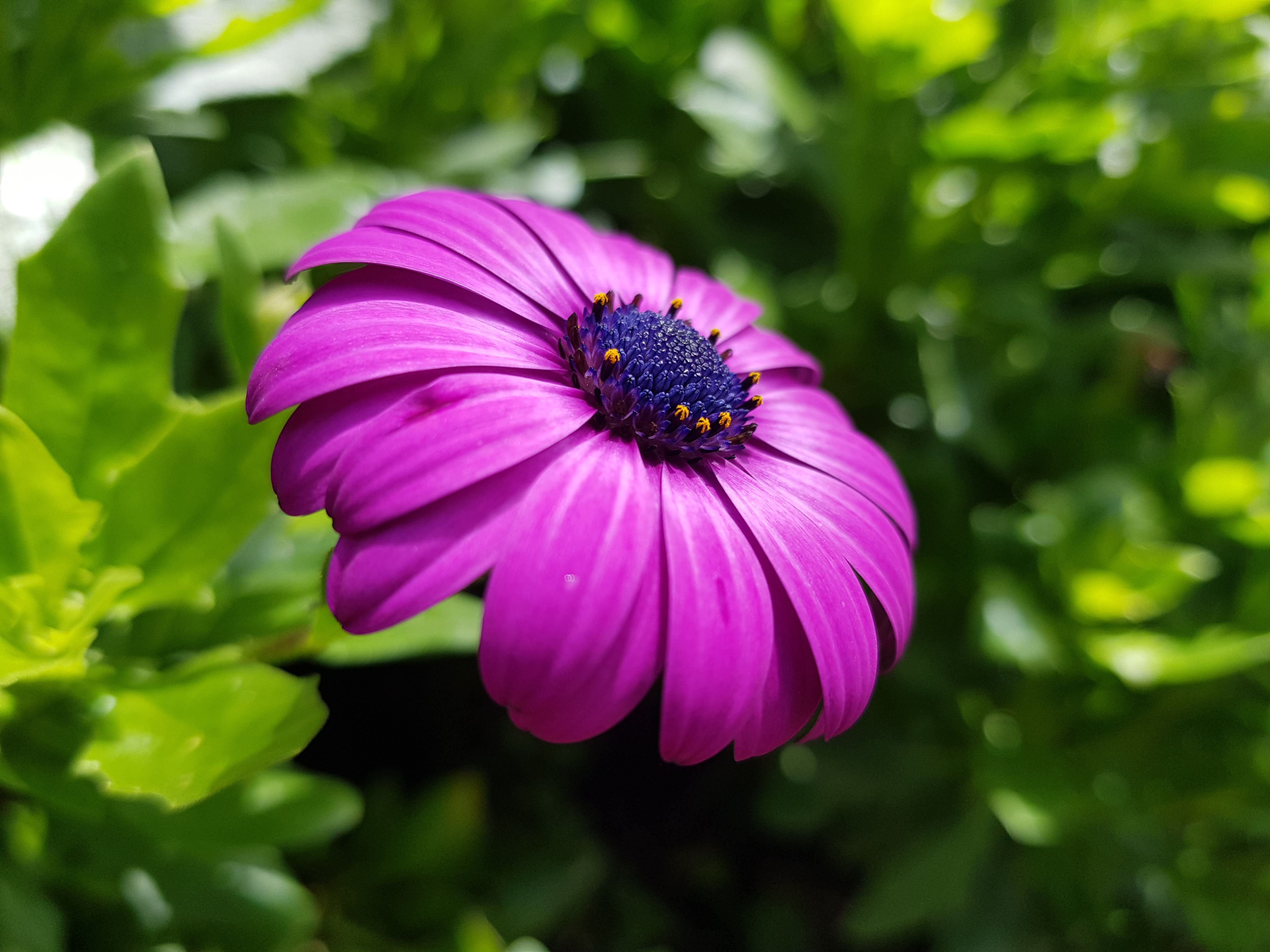Lonely African Daisy Macro Flower HD Wallpaper
