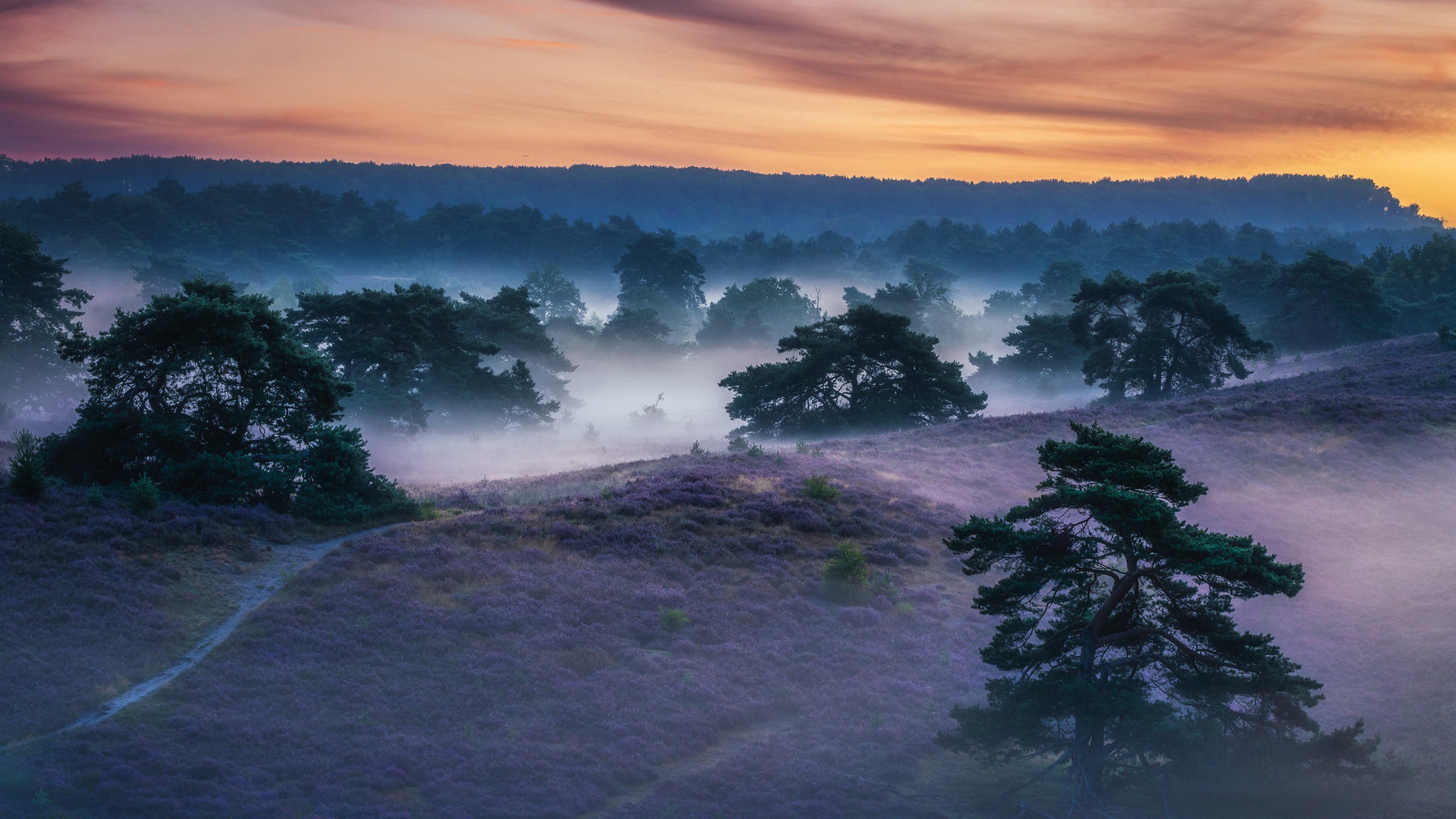 Misty Forest and Purple Heather at Dawn HD Wallpaper