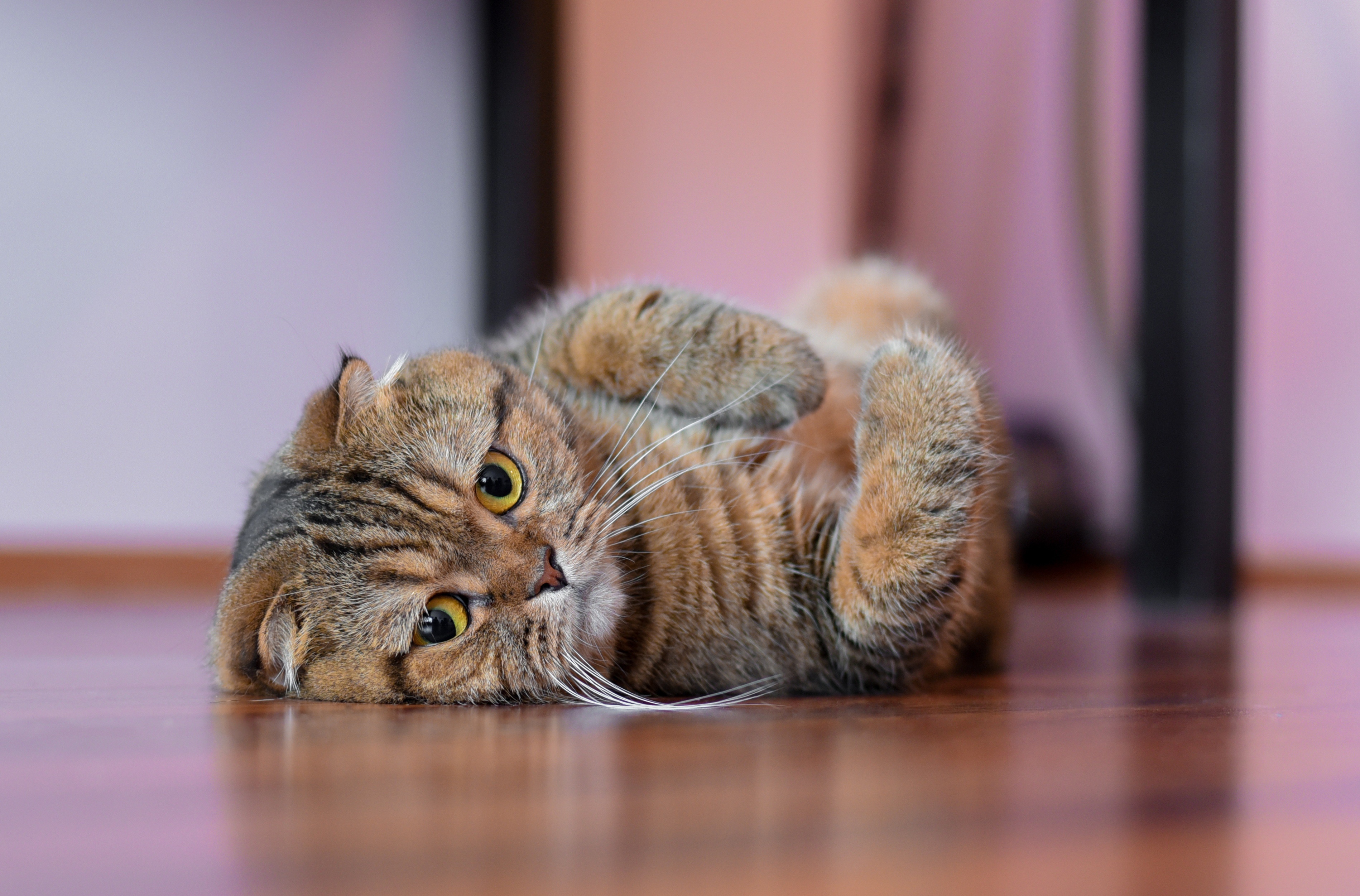 Cute Scottish Fold cat lying on its back HD Wallpaper