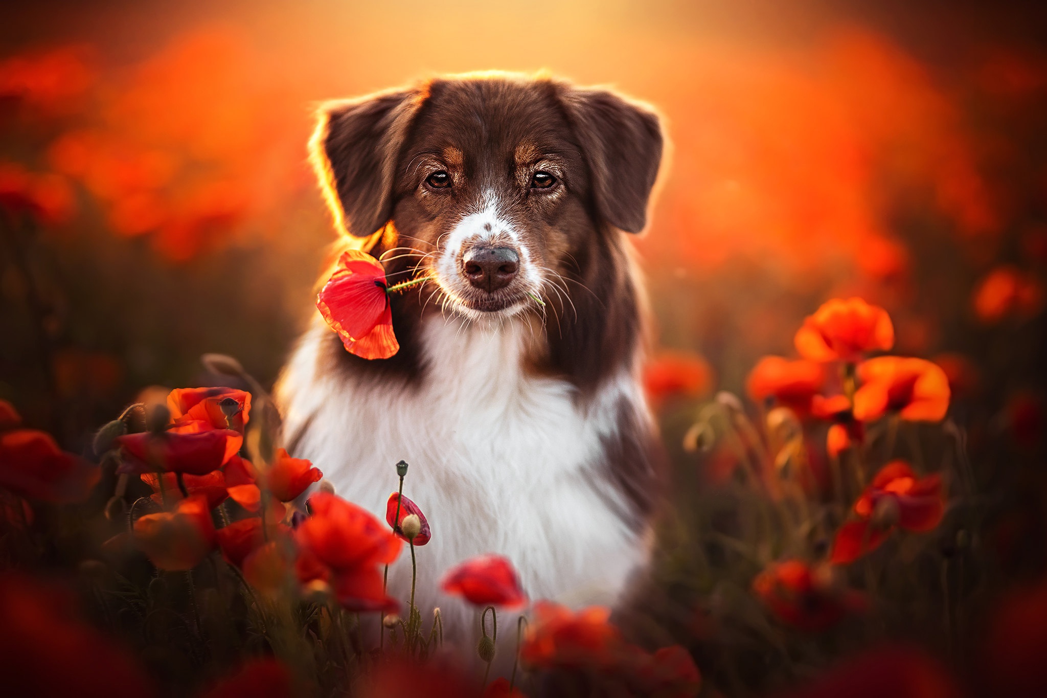 Border Collie with a poppy in a golden field HD Wallpaper
