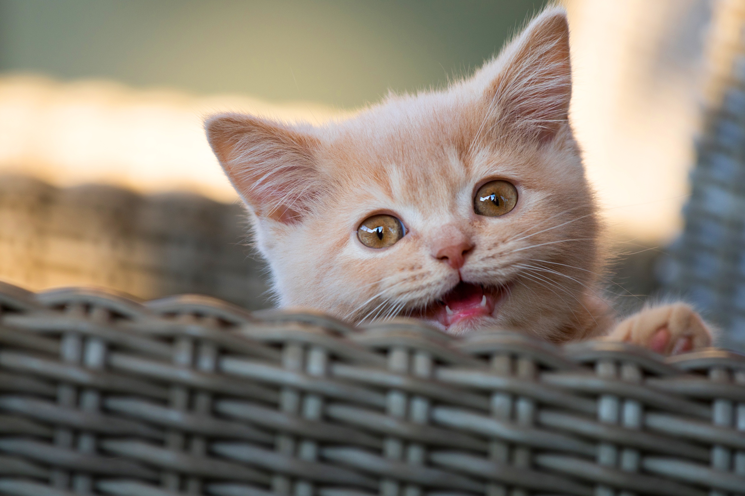 Curious kitten peeking over a woven basket HD Wallpaper