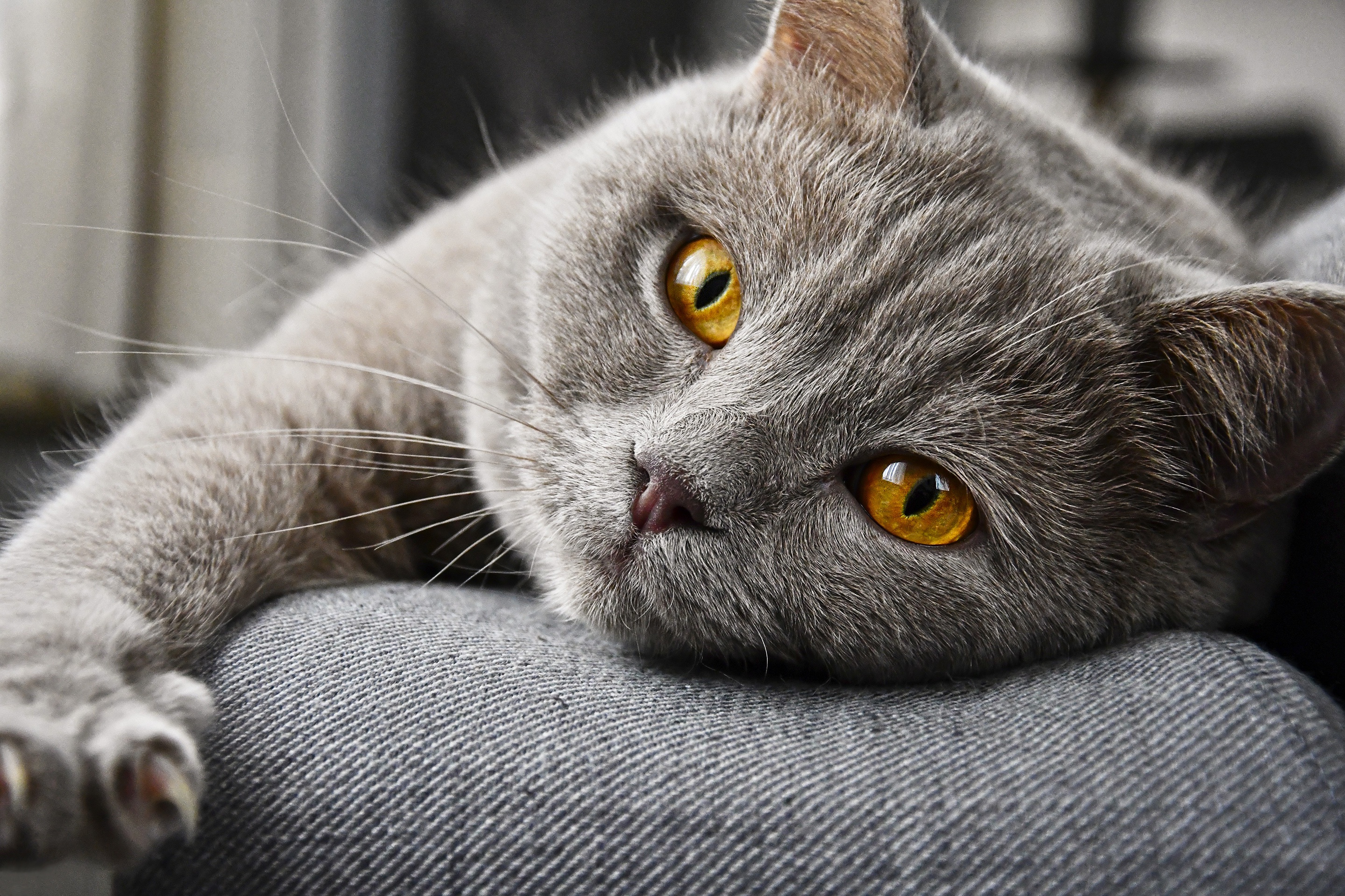 Relaxed grey cat with captivating golden eyes HD Wallpaper