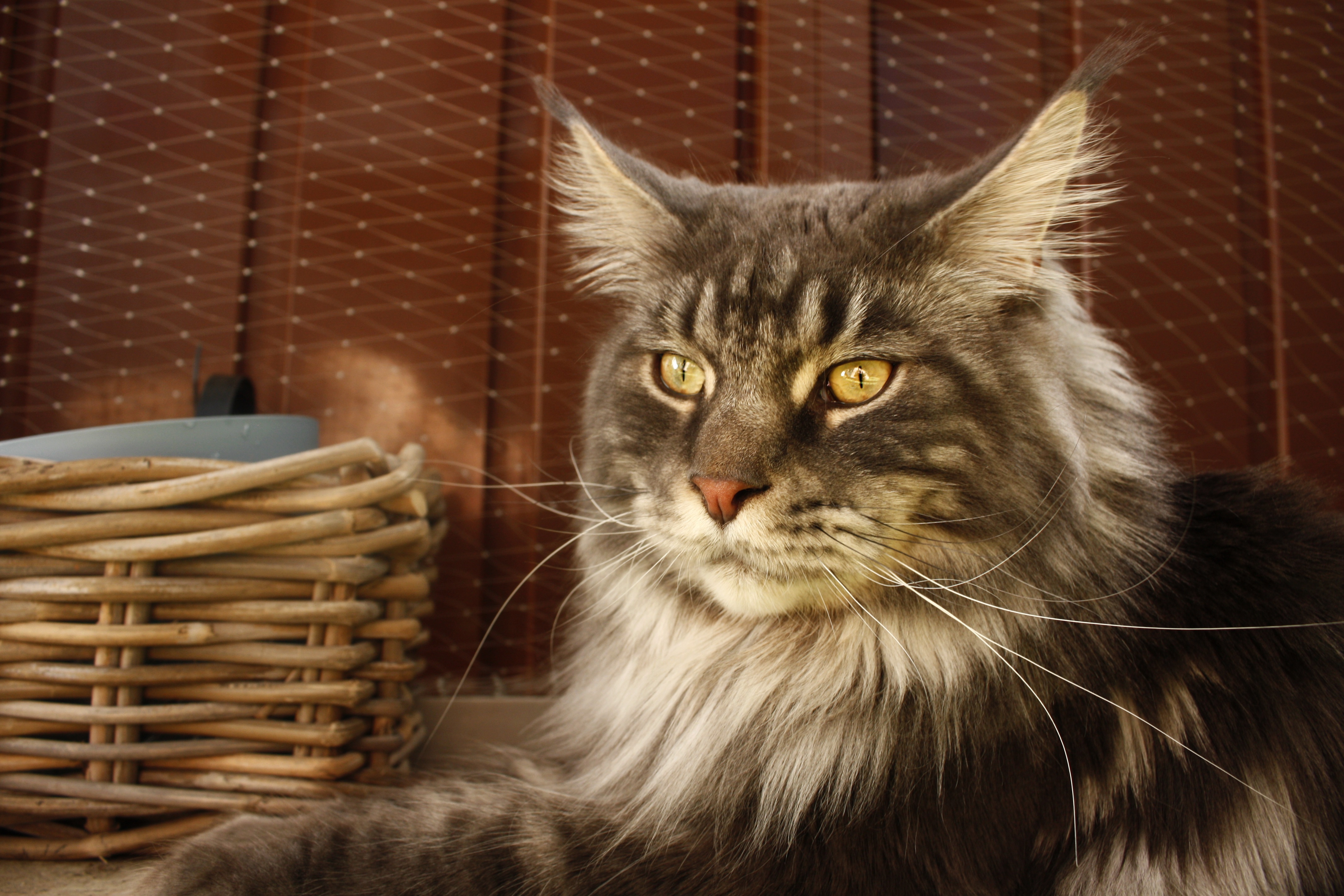 Majestic Maine Coon Cat with Golden Eyes HD Wallpaper