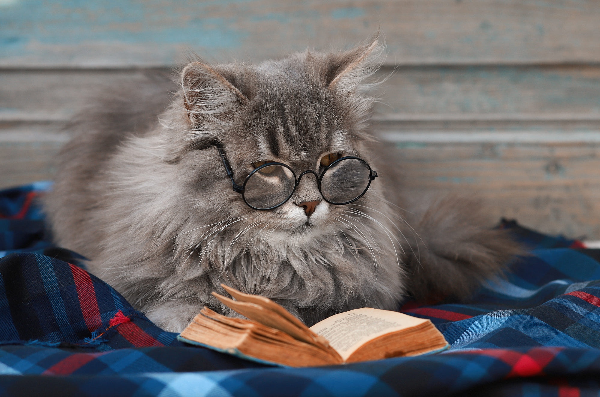 Fluffy Cat with Glasses Reading a Book HD Wallpaper