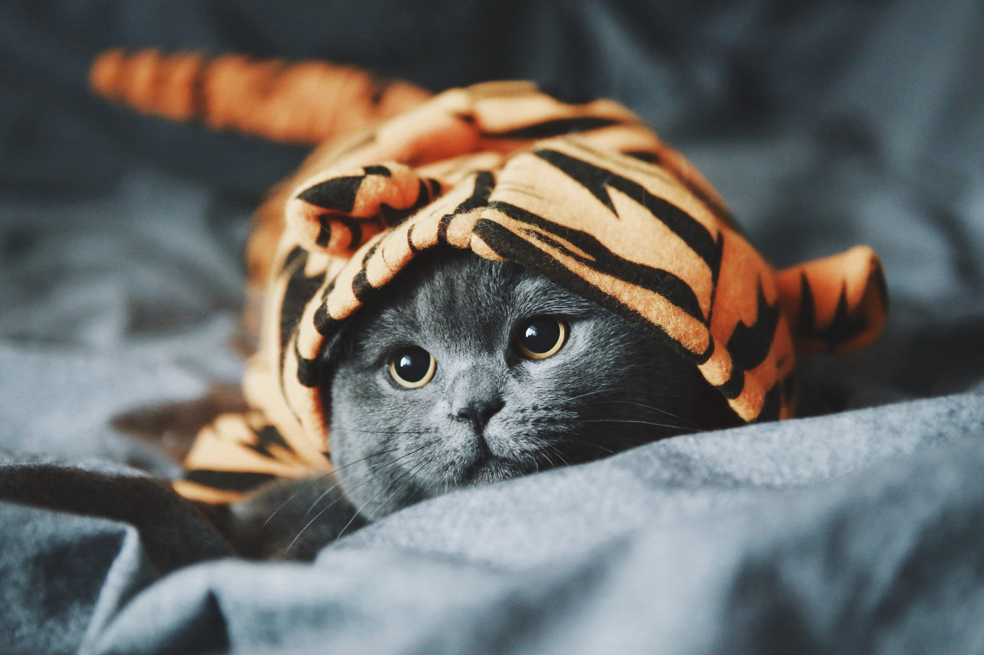 Cute Cat in Tiger Costume HD Wallpaper