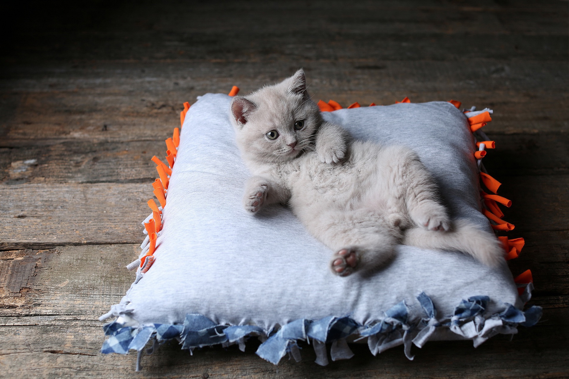 Cute kitten relaxing on a soft pillow HD Wallpaper