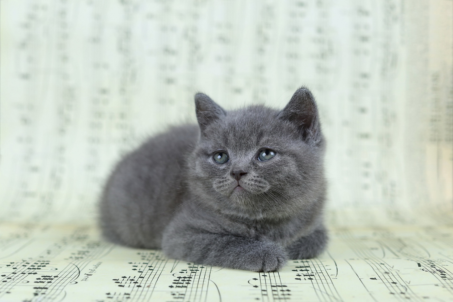 Grey Kitten Lying on Sheet Music HD Wallpaper