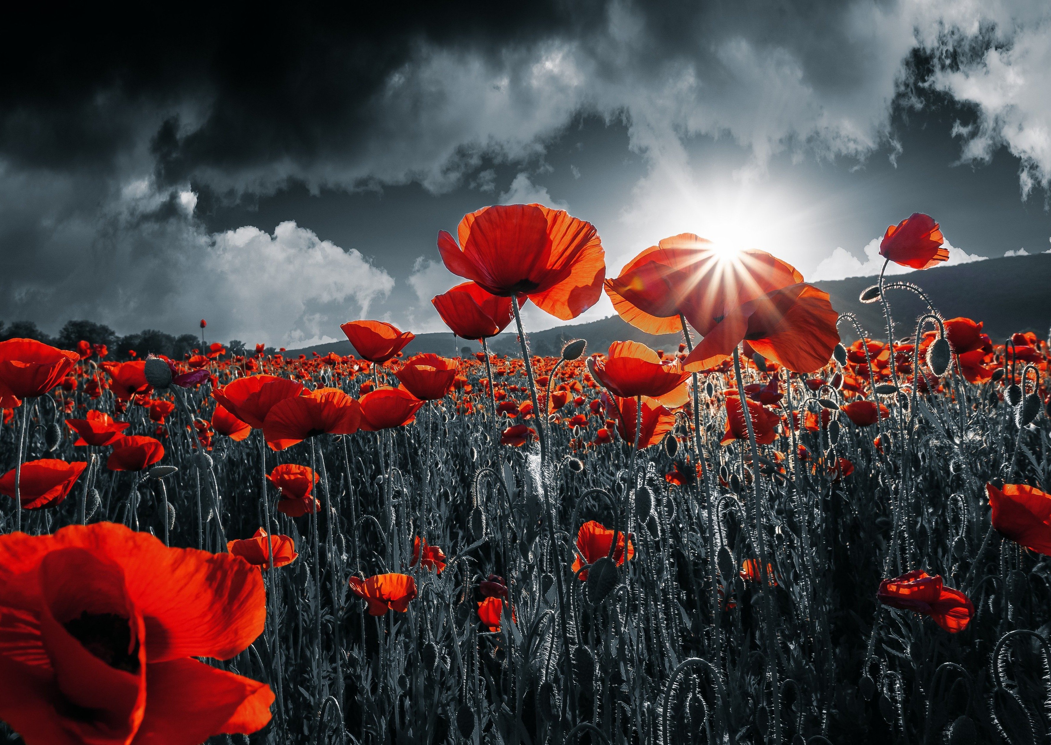 Dramatic Red Poppies Under Sunburst Sky HD Wallpaper