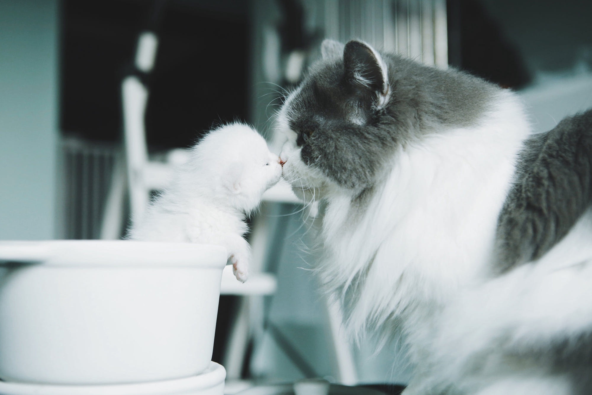 Mother cat and kitten nose kiss HD Wallpaper