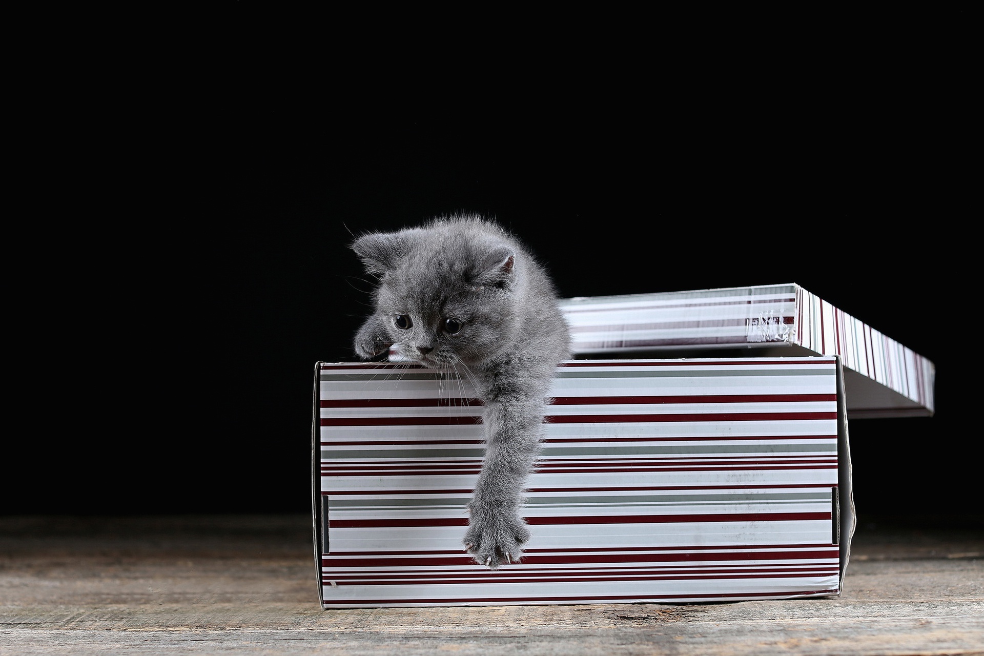 Cute kitten peeking from a striped box HD Wallpaper