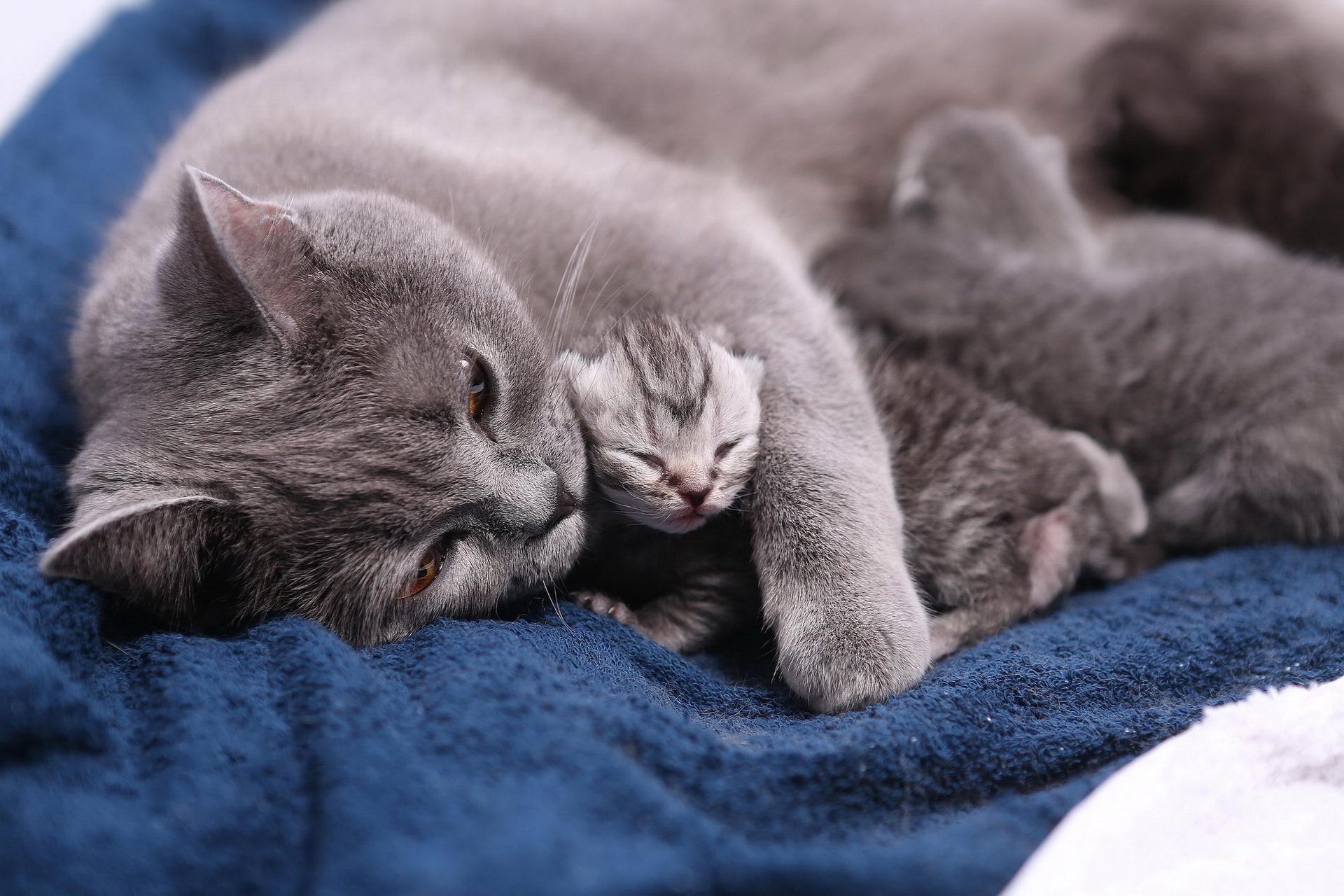 Loving mother cat and her baby kittens HD Wallpaper