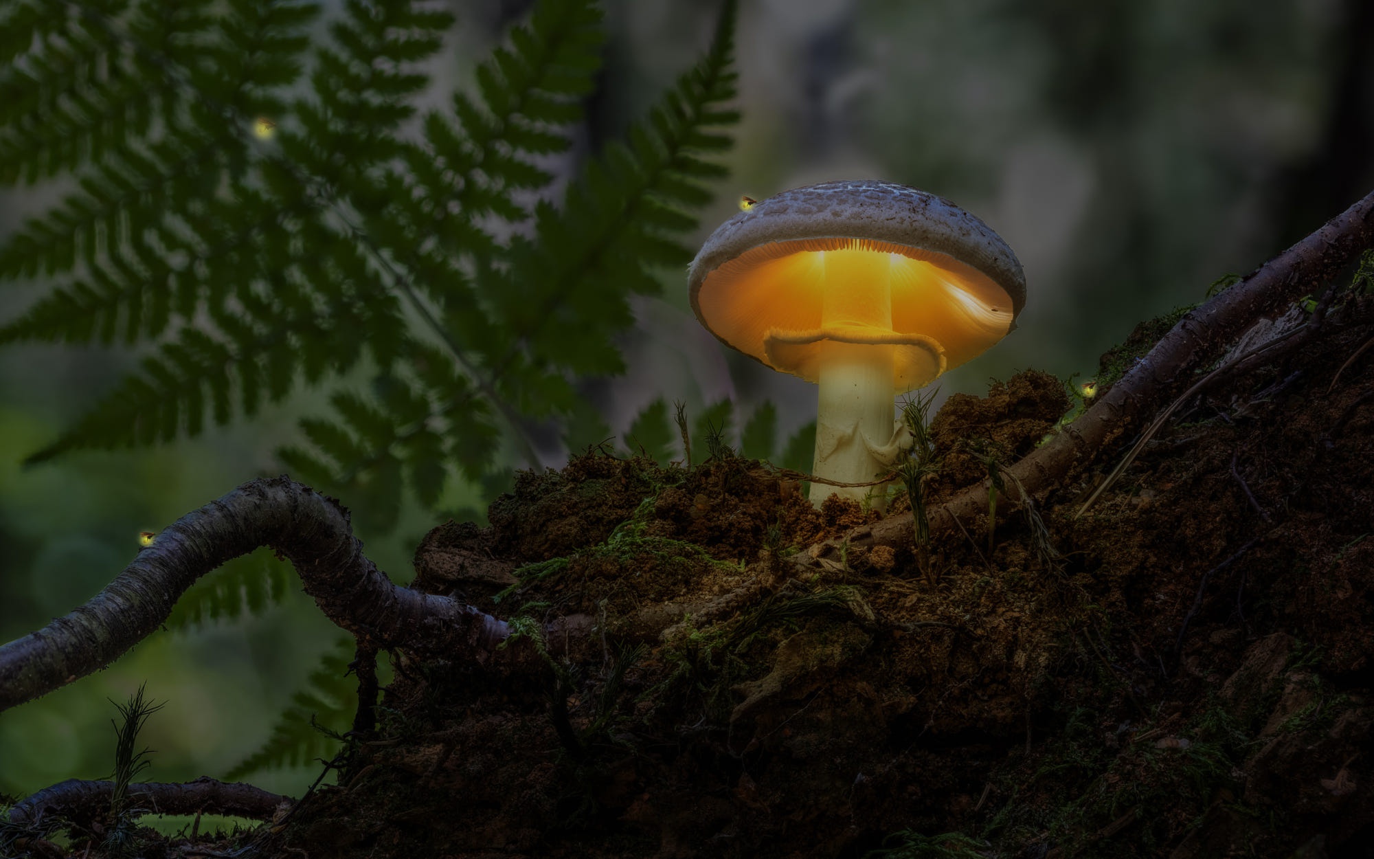 Enchanted Glowing Mushroom with Fireflies HD Wallpaper
