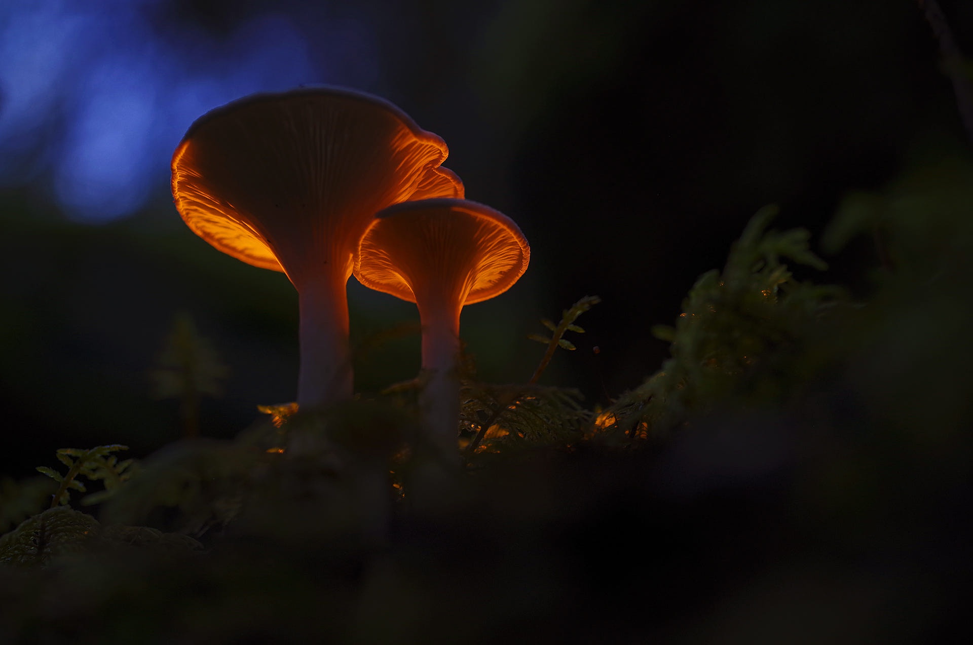 Orange Glowing Mushrooms at Night HD Wallpaper