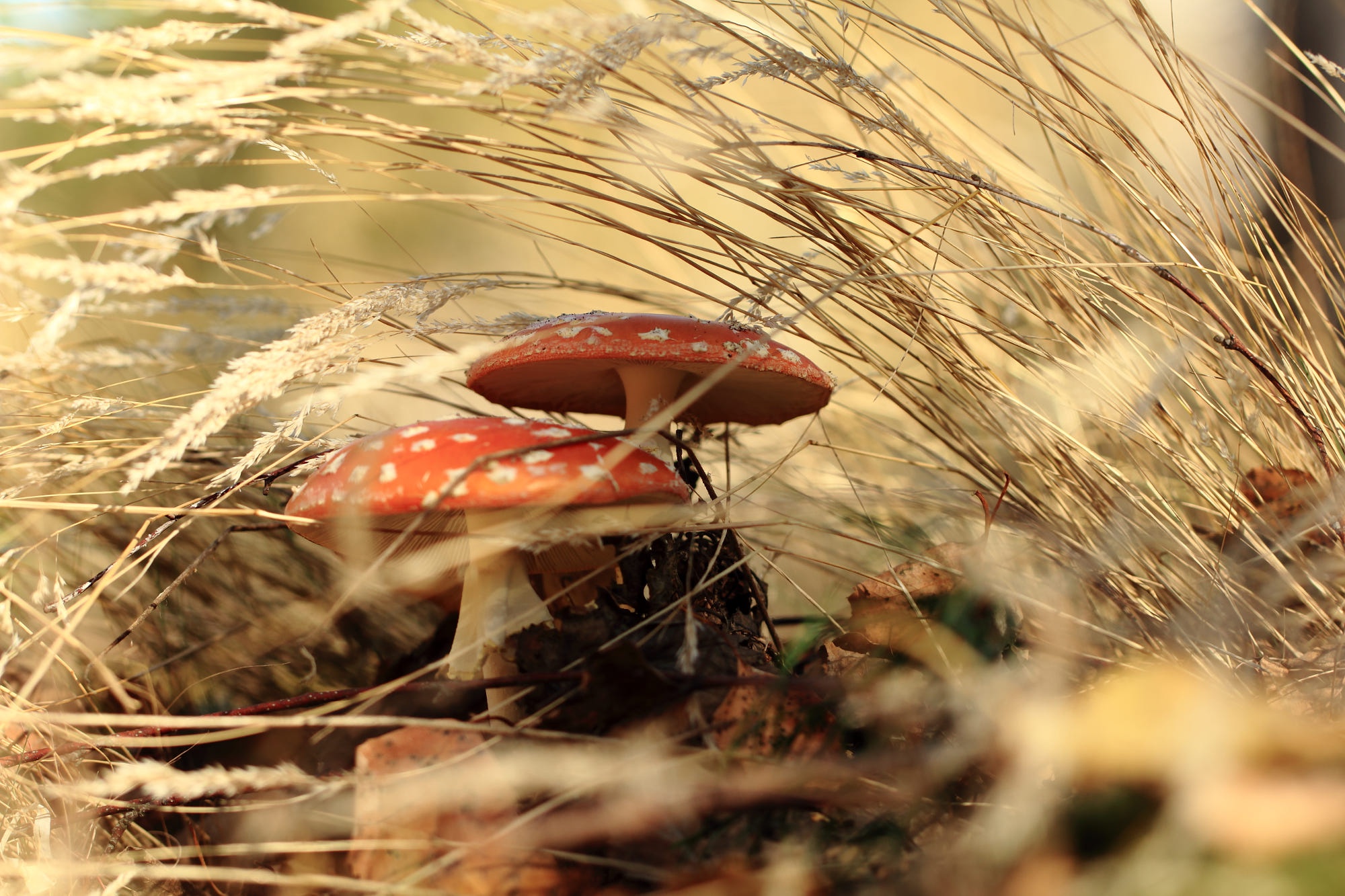 Two Red Mushrooms in Golden Autumn Grass HD Wallpaper