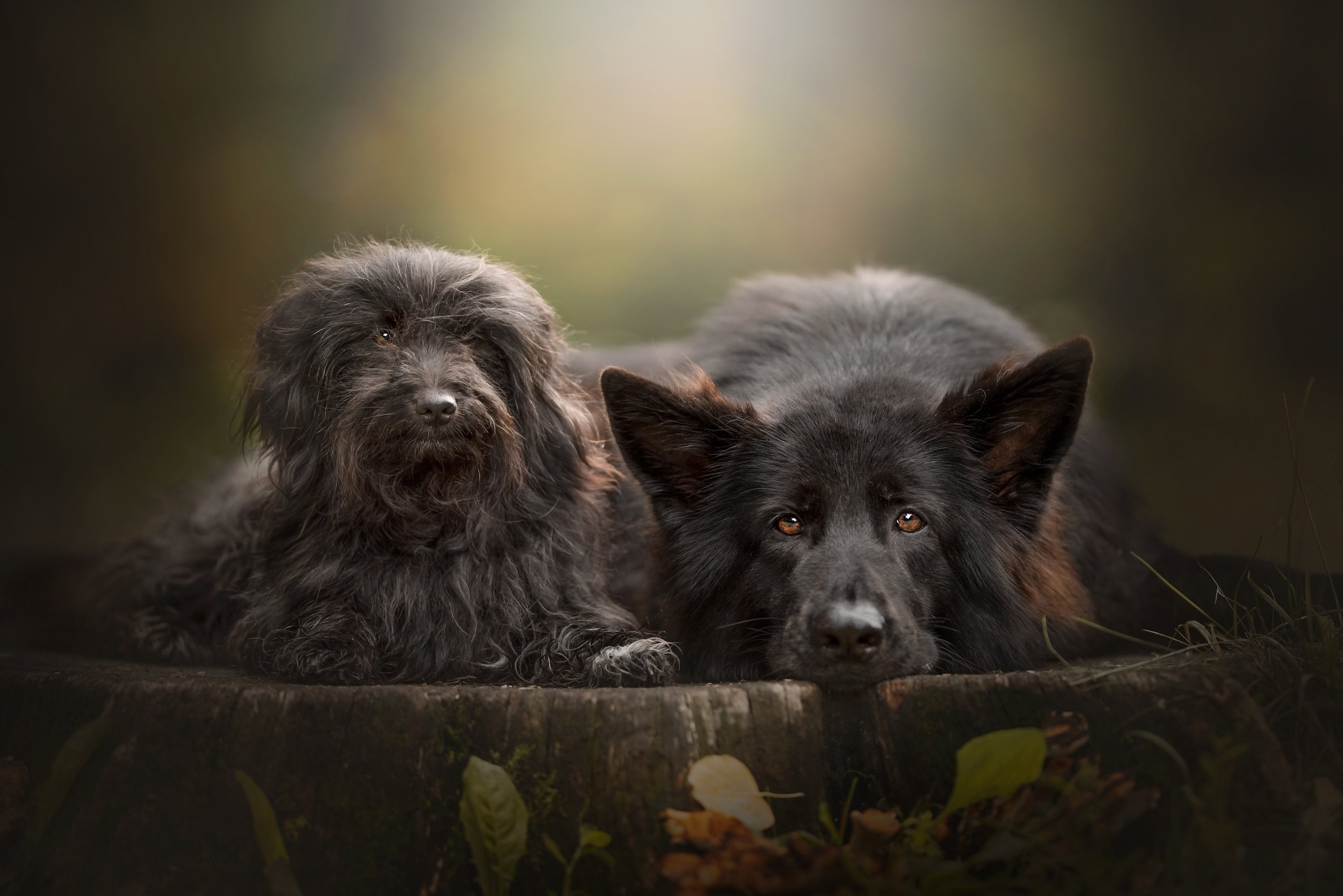 German Shepherd and black dog together HD Wallpaper