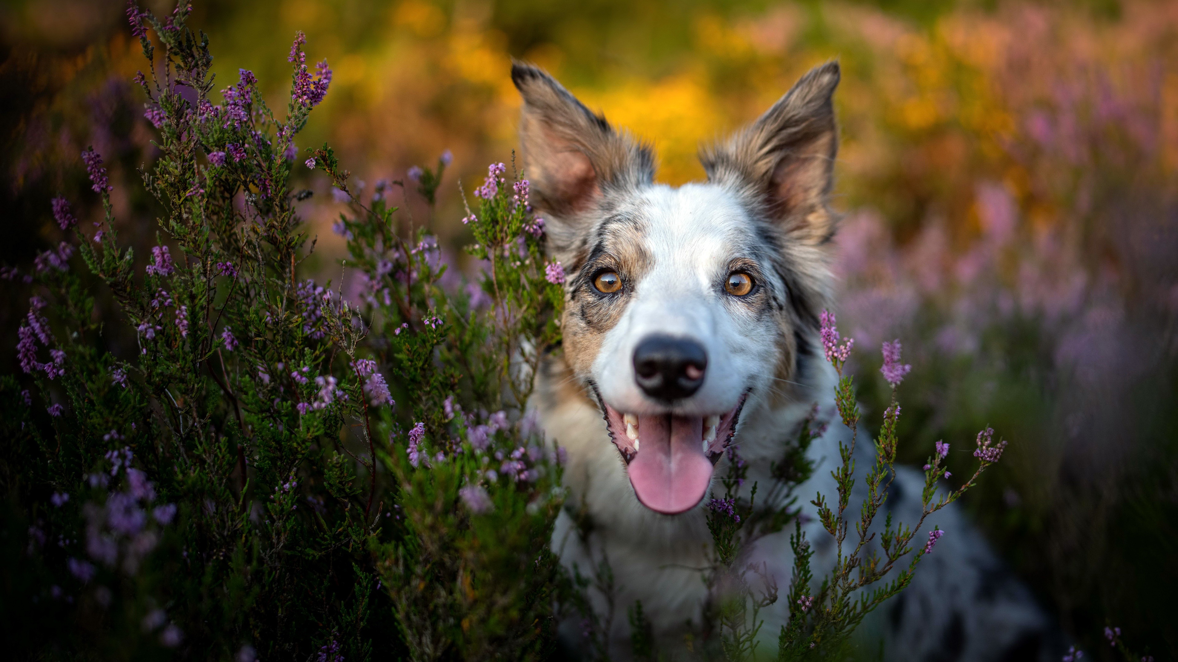 Happy Dog in Purple Heather HD Wallpaper