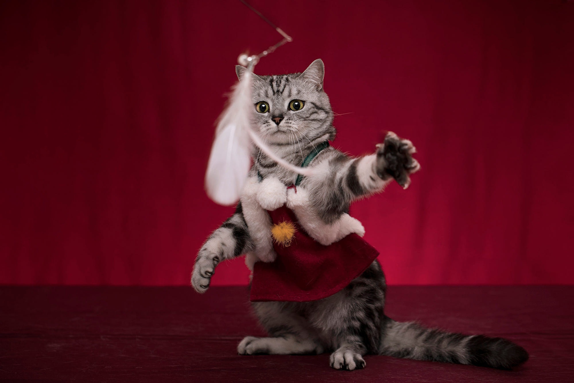 Tabby Cat in Red Costume Playing with Feather Toy HD Wallpaper