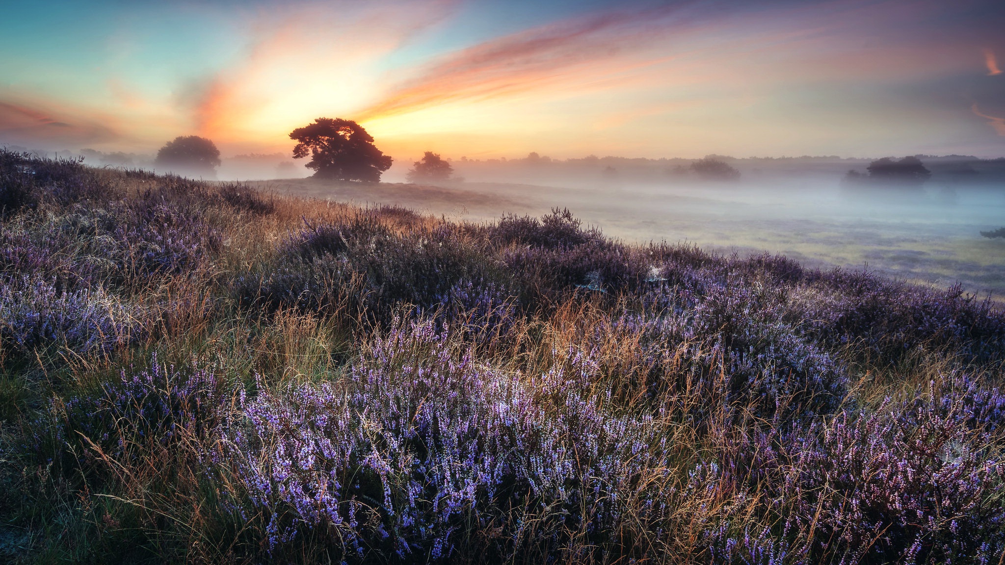 Nature's Misty Sunrise over Heather Field HD Wallpaper