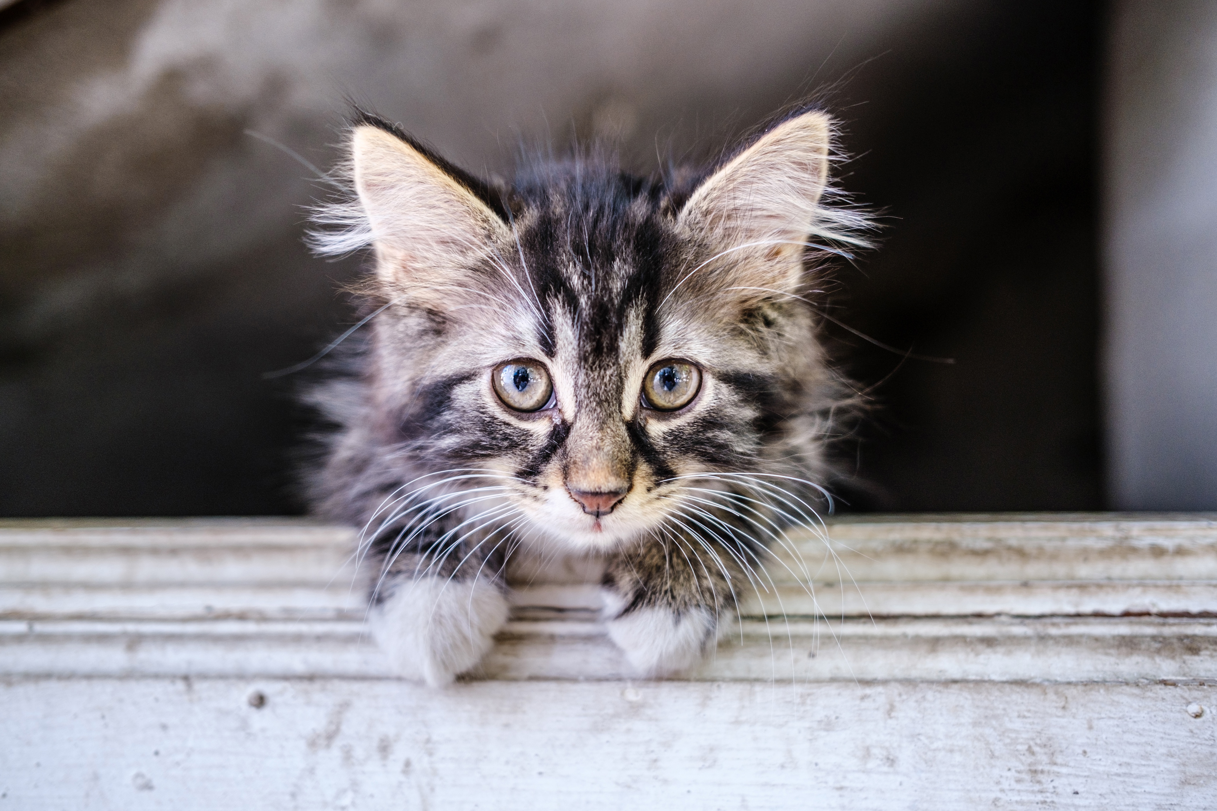 Adorable Kitten with Blue Eyes in 4K HD Wallpaper