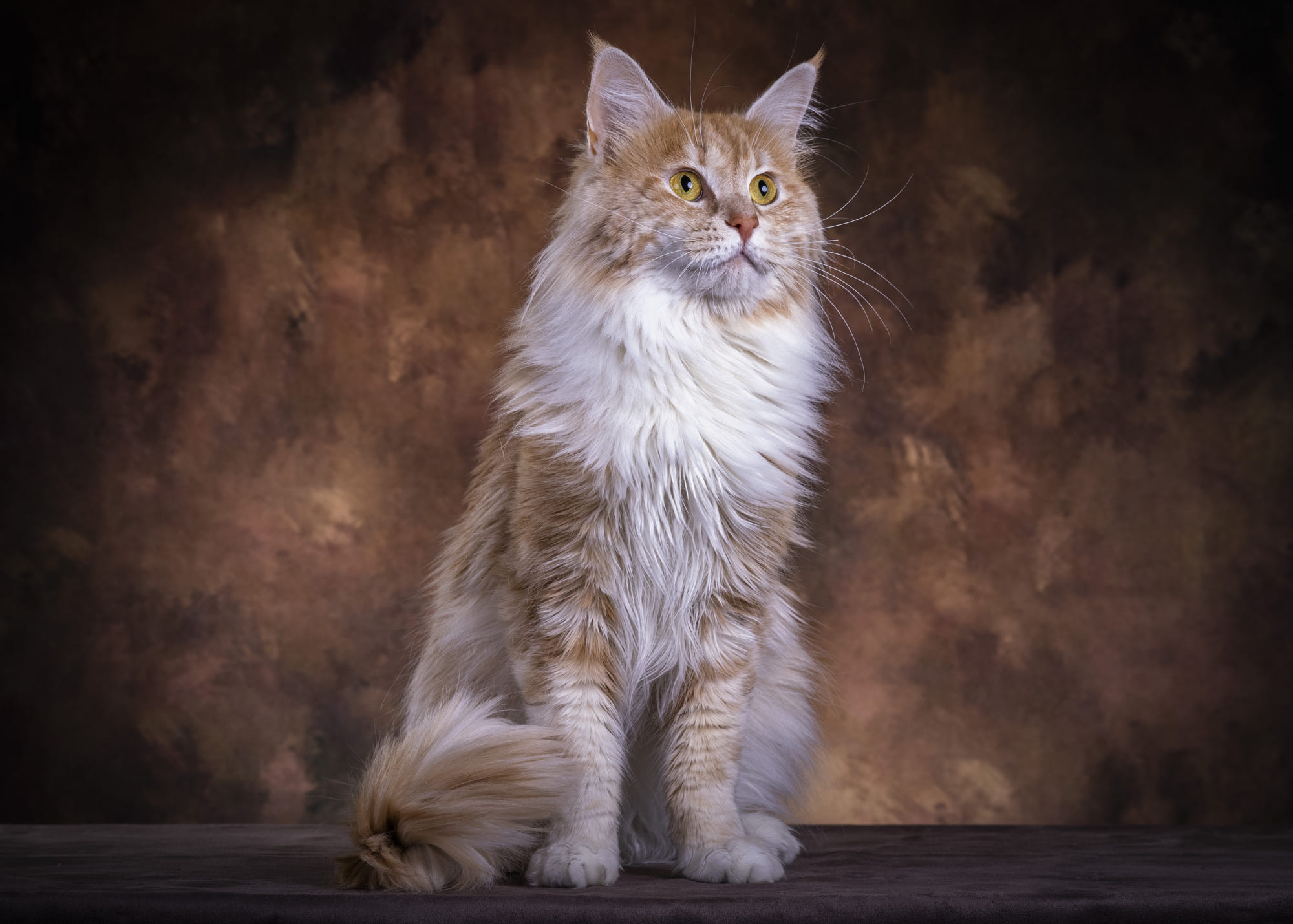 Majestic fluffy Maine Coon cat HD Wallpaper