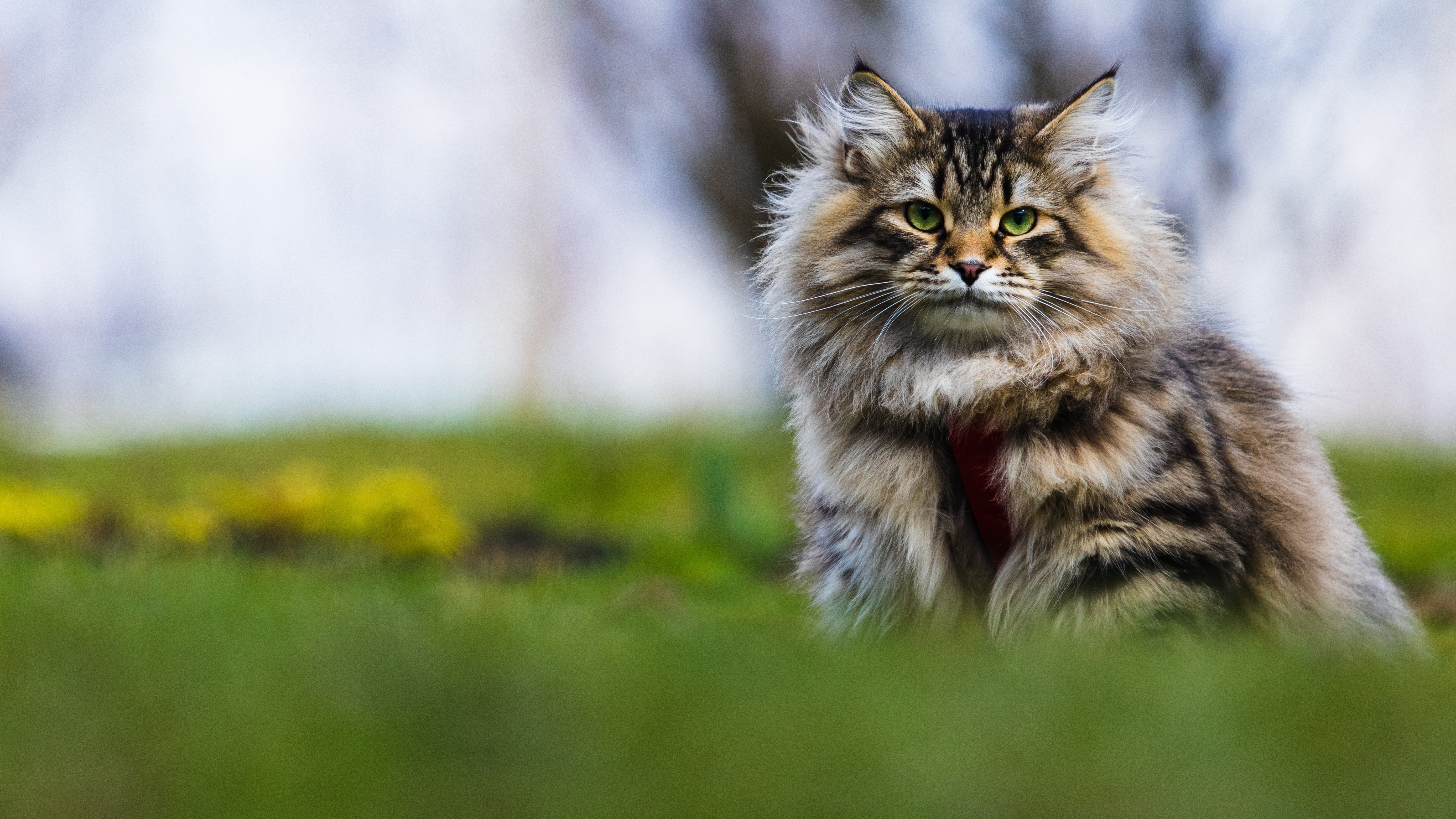 Fluffy cat with striking green eyes HD Wallpaper