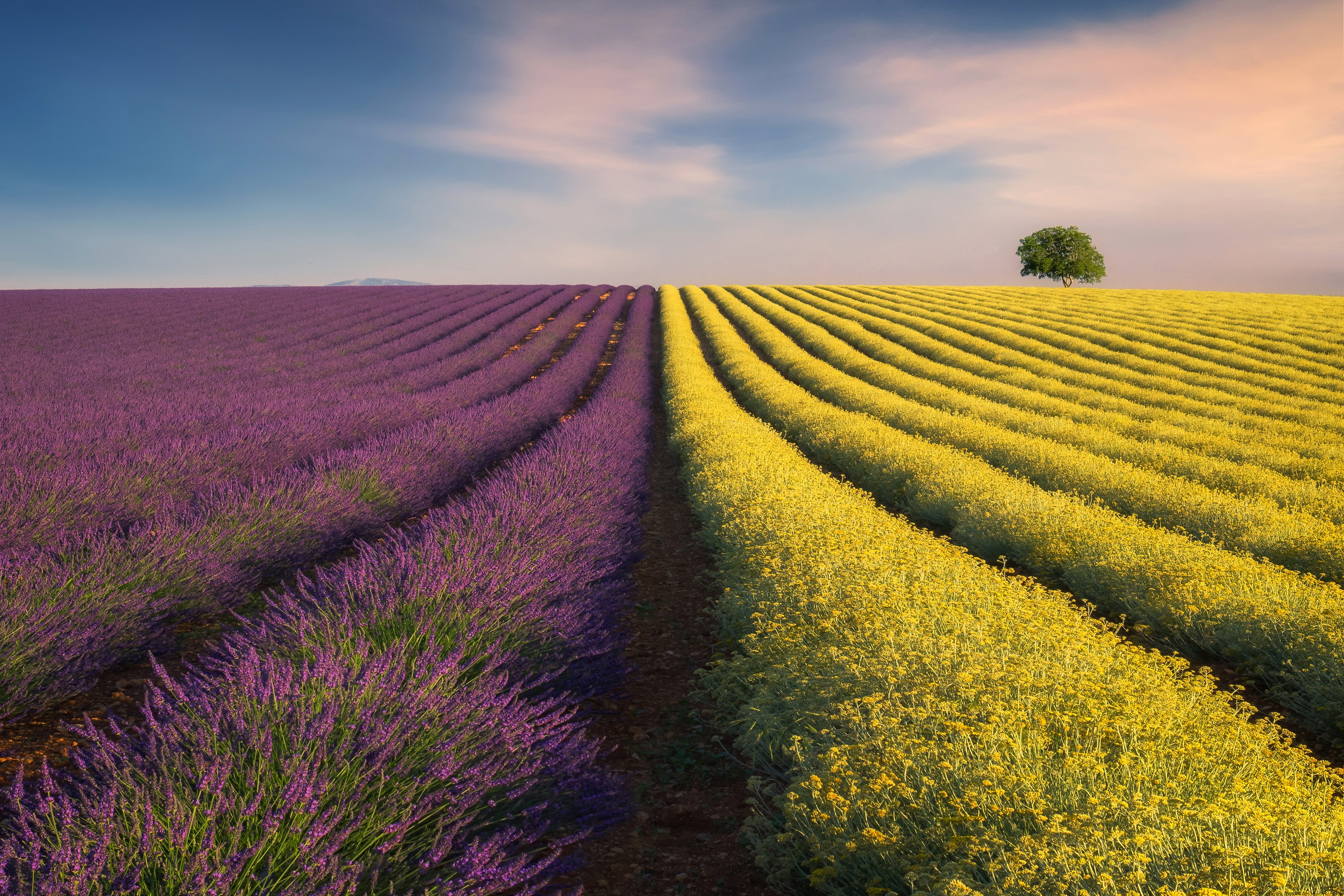 Vibrant Lavender and Rapeseed Fields Landscape HD Wallpaper