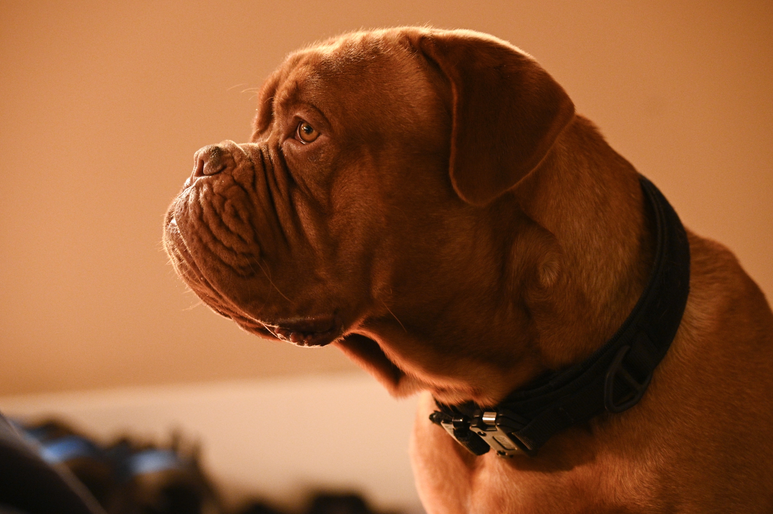 Dogue de Bordeaux dog, Turner and Hooch HD Wallpaper