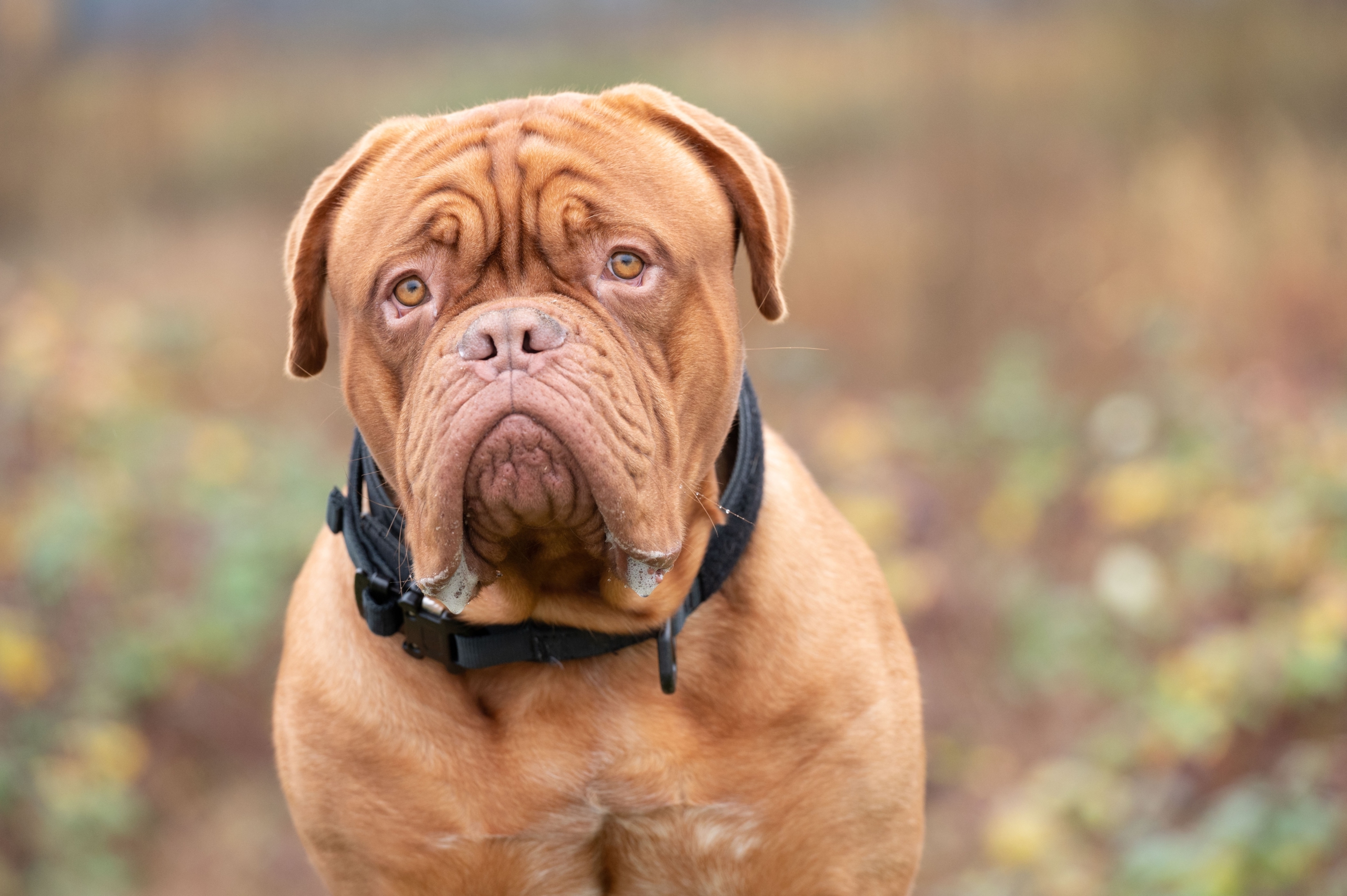 Dogue de Bordeaux dog, like Hooch from Turner & Hooch HD Wallpaper