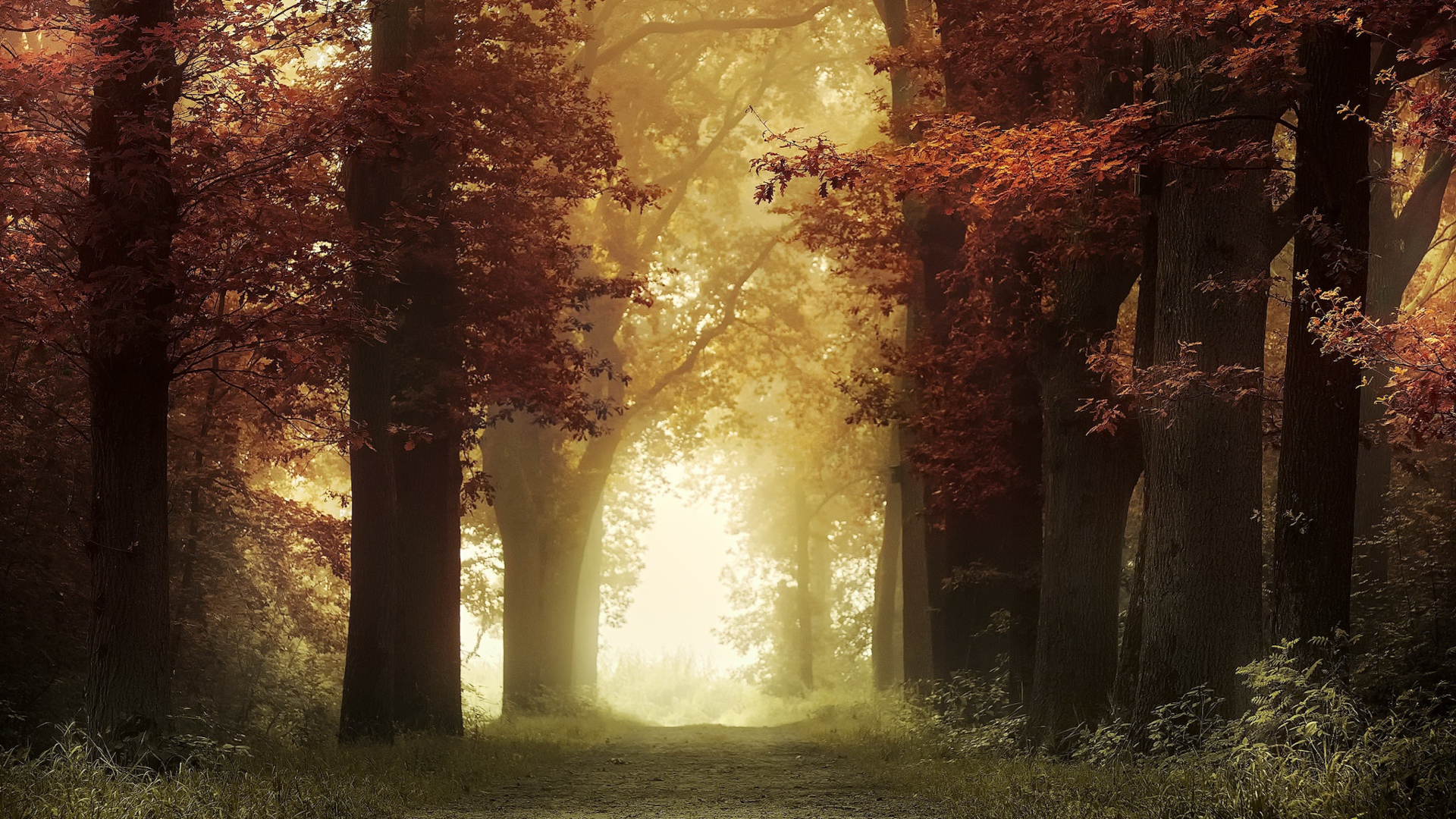 Sunlit Misty Autumn Forest Path HD Wallpaper