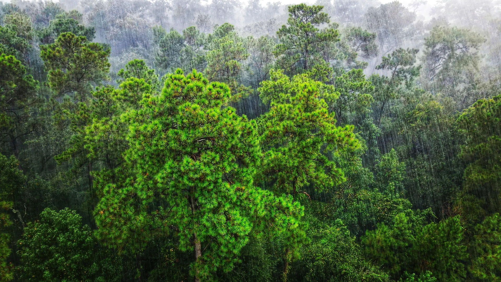 Pine Trees In The Rain HD Wallpaper