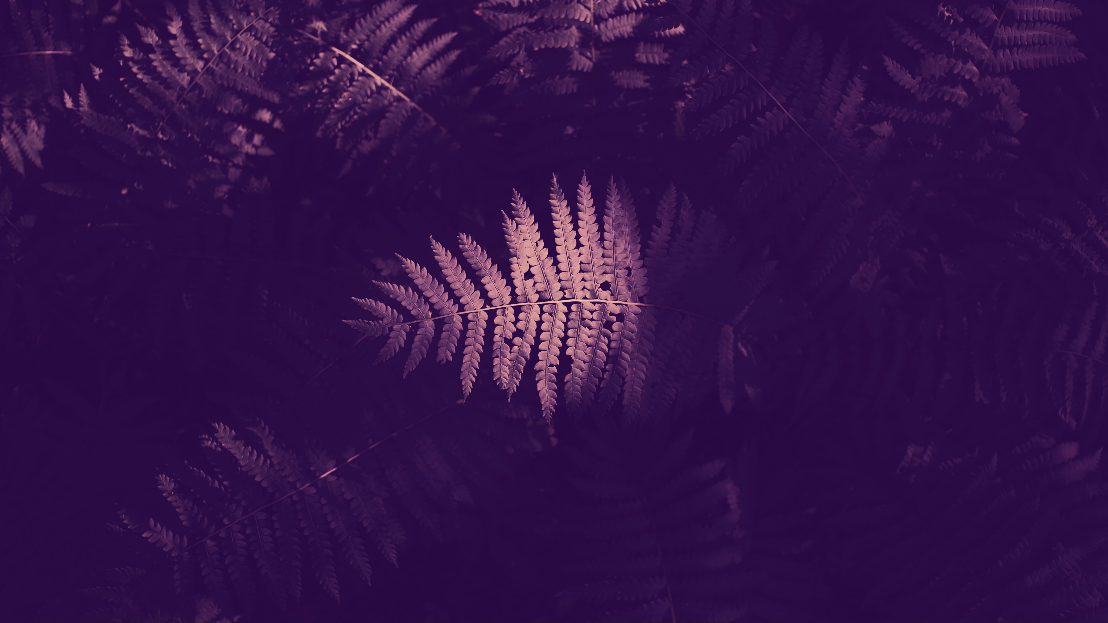 Glowing Fern Frond in Dark Purple HD Wallpaper