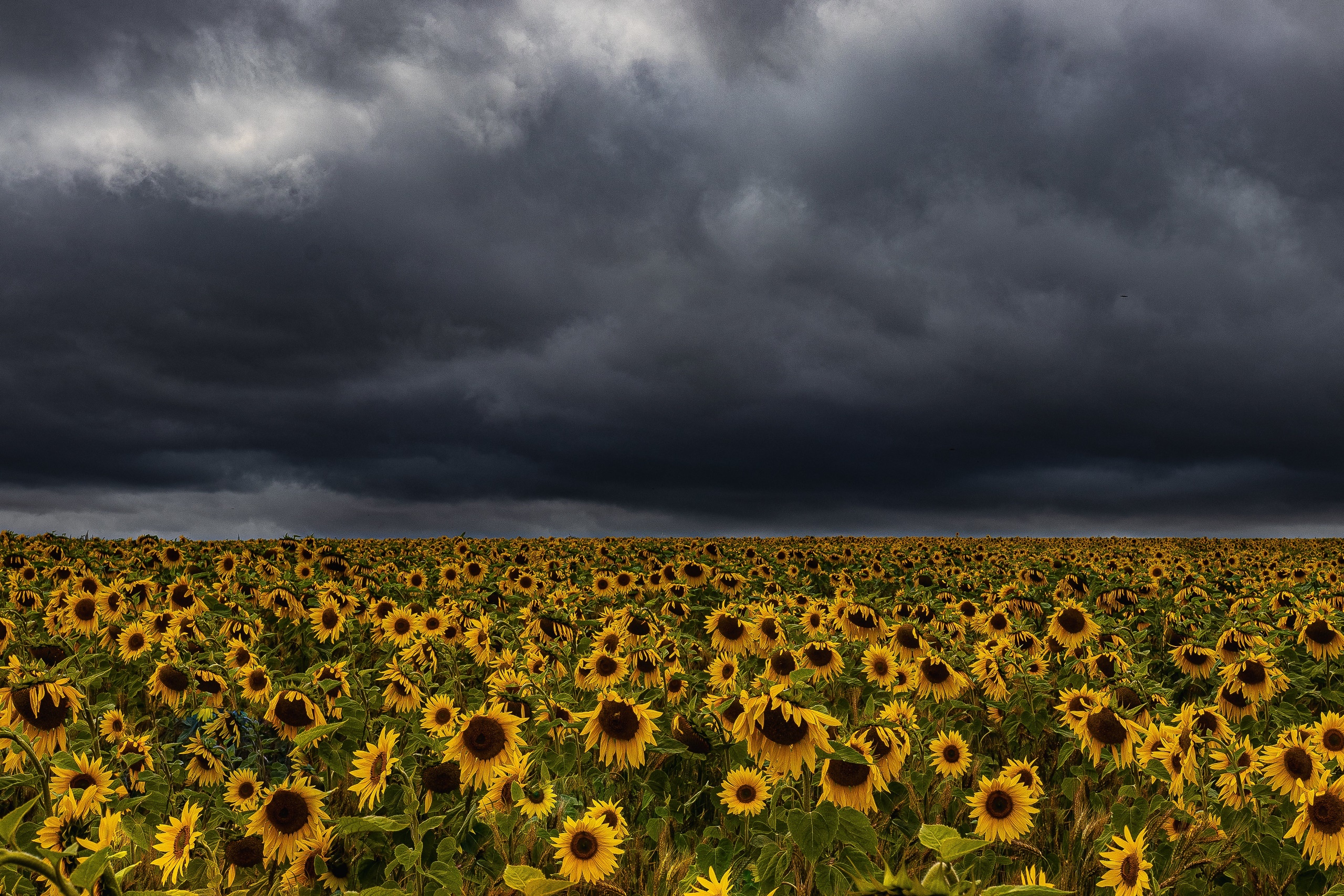 Dark Storm Over Sunflower Field HD Wallpaper