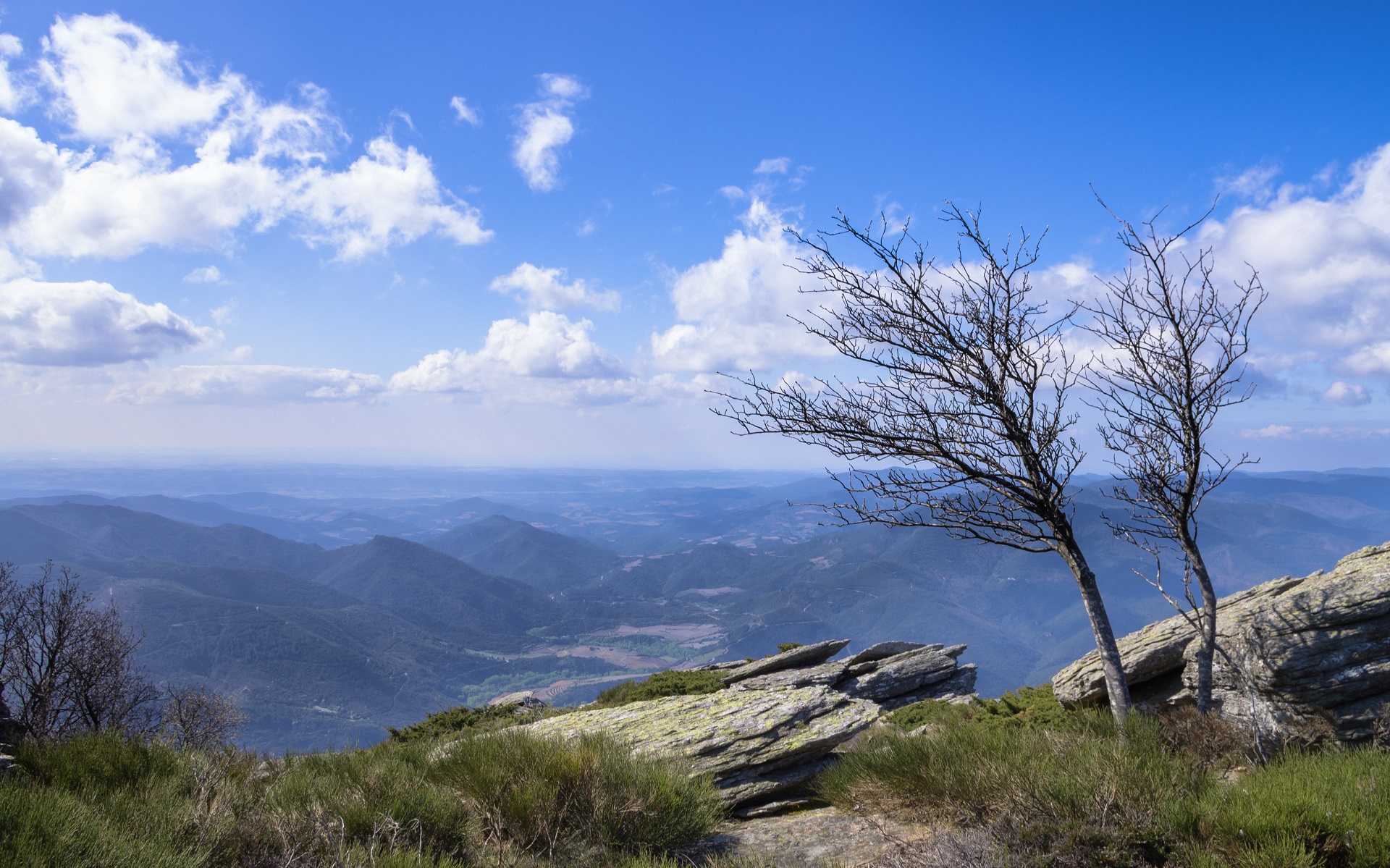 Wind-swept trees overlooking Jaur and Orb Valleys, France HD Wallpaper
