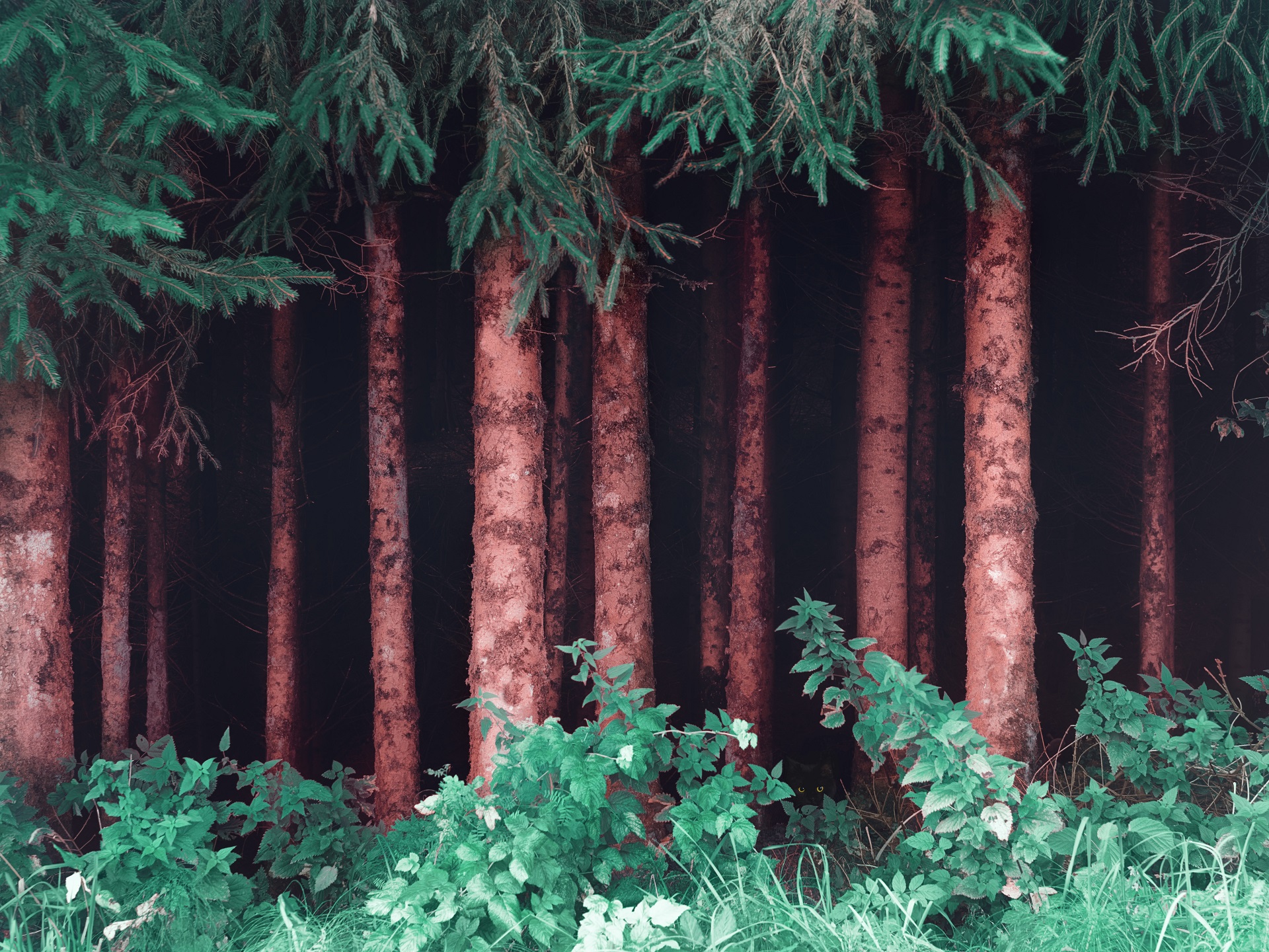 Mysterious glowing eyes in the dark forest HD Wallpaper
