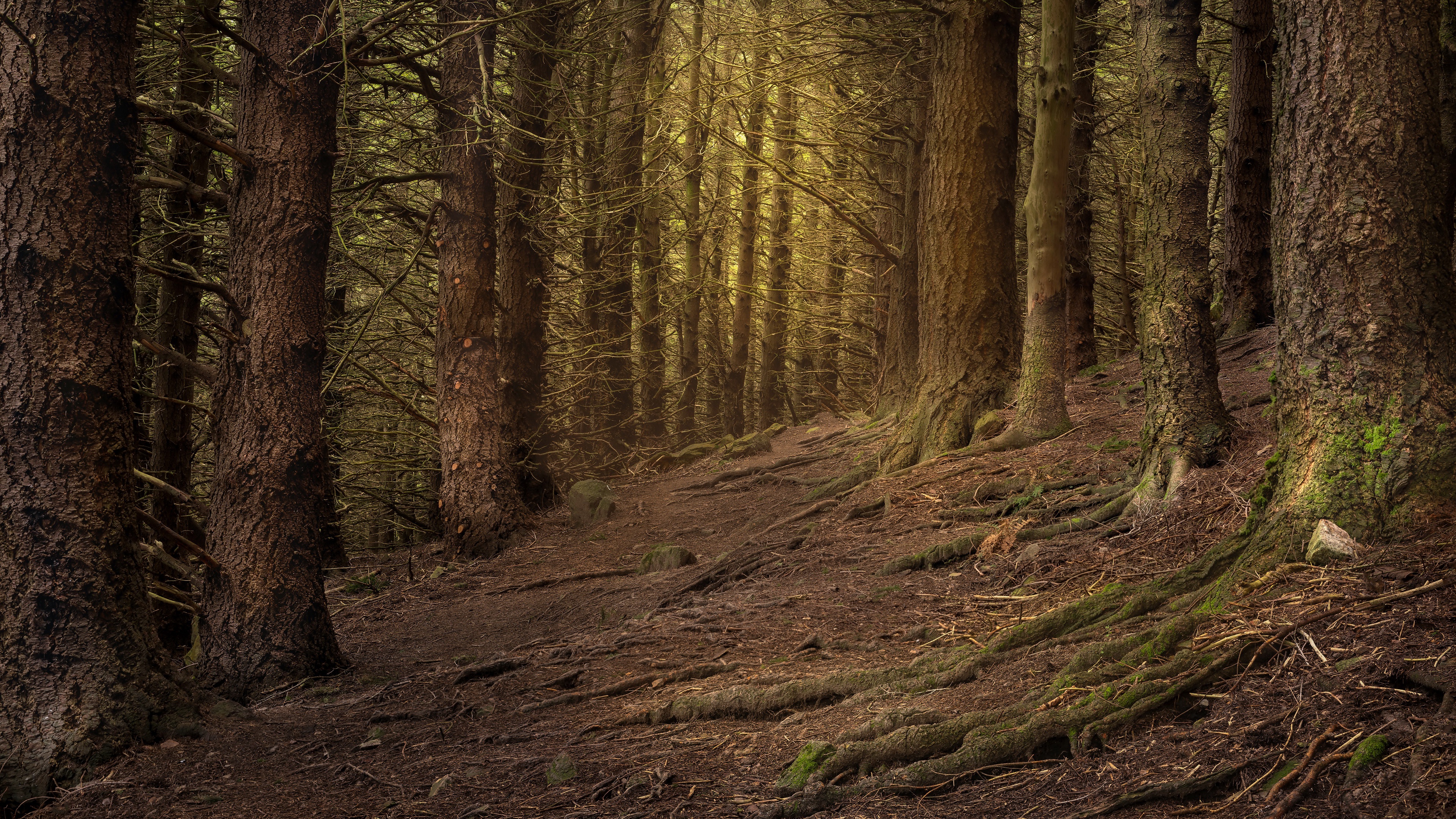 Sunlit forest path with exposed roots HD Wallpaper