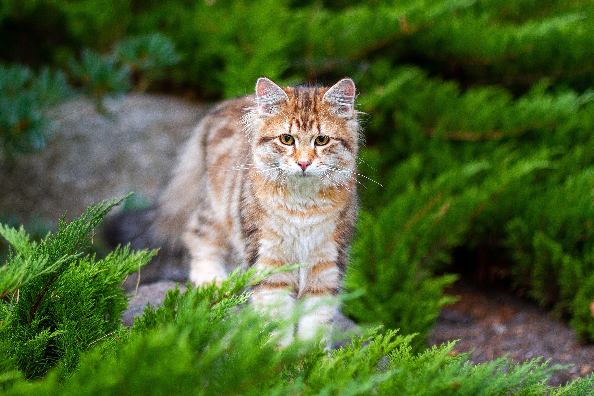 Fluffy tabby cat in green bushes HD Wallpaper