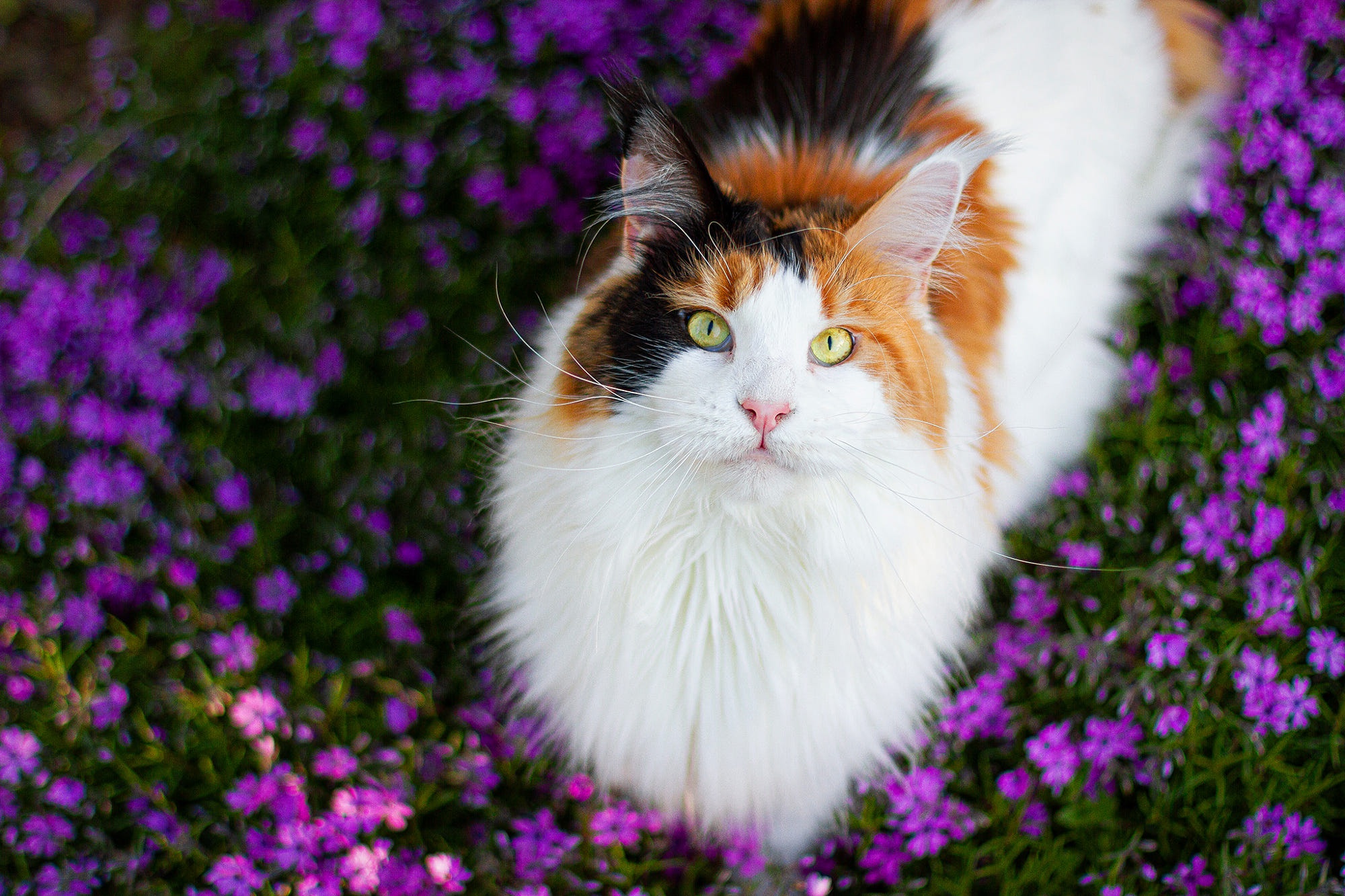 Calico Maine Coon cat with green eyes in purple flowers HD Wallpaper