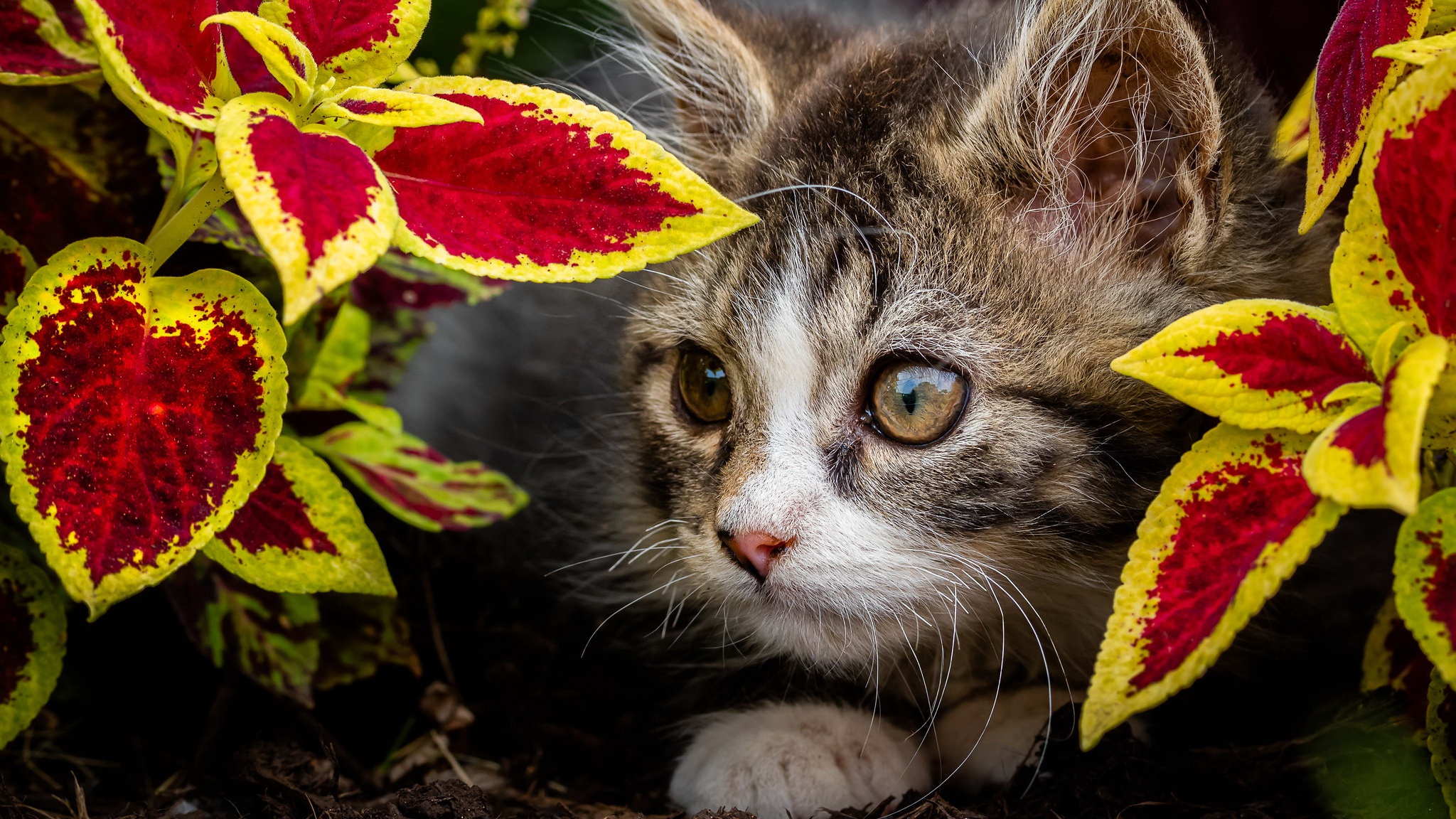 Curious Kitten Peeking Through Vibrant Red and Yellow Leaves HD Wallpaper