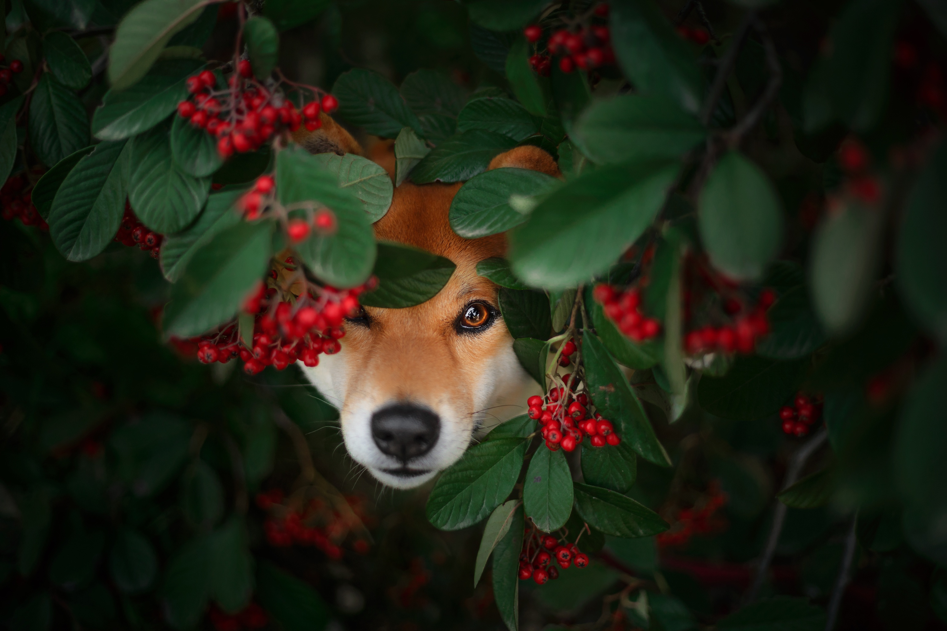Shiba Inu winking from a berry bush HD Wallpaper