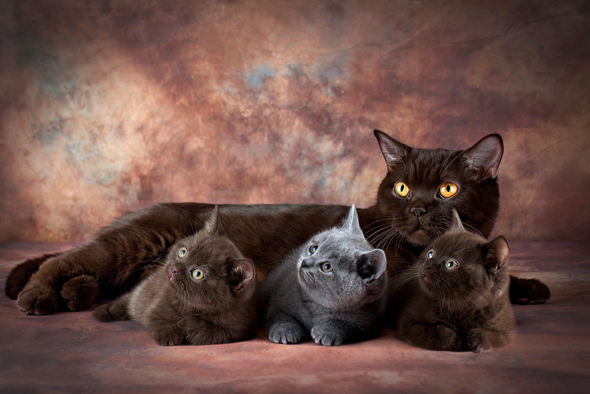 Mother Cat and Her Curious Kittens HD Wallpaper