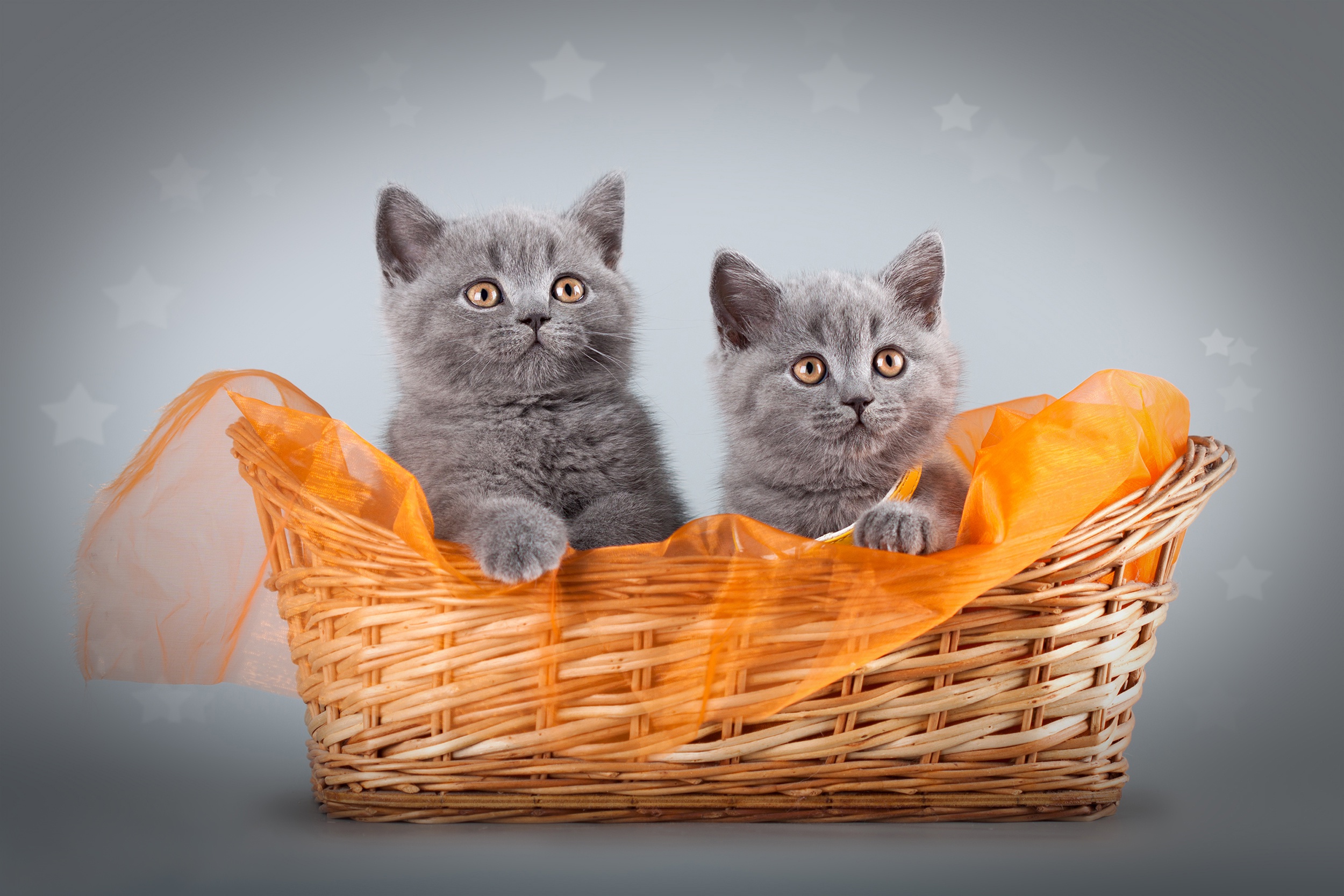 Two adorable grey kittens in a wicker basket HD Wallpaper