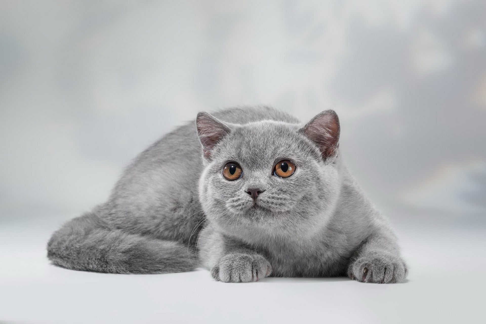 Cute British Shorthair cat with amber eyes HD Wallpaper