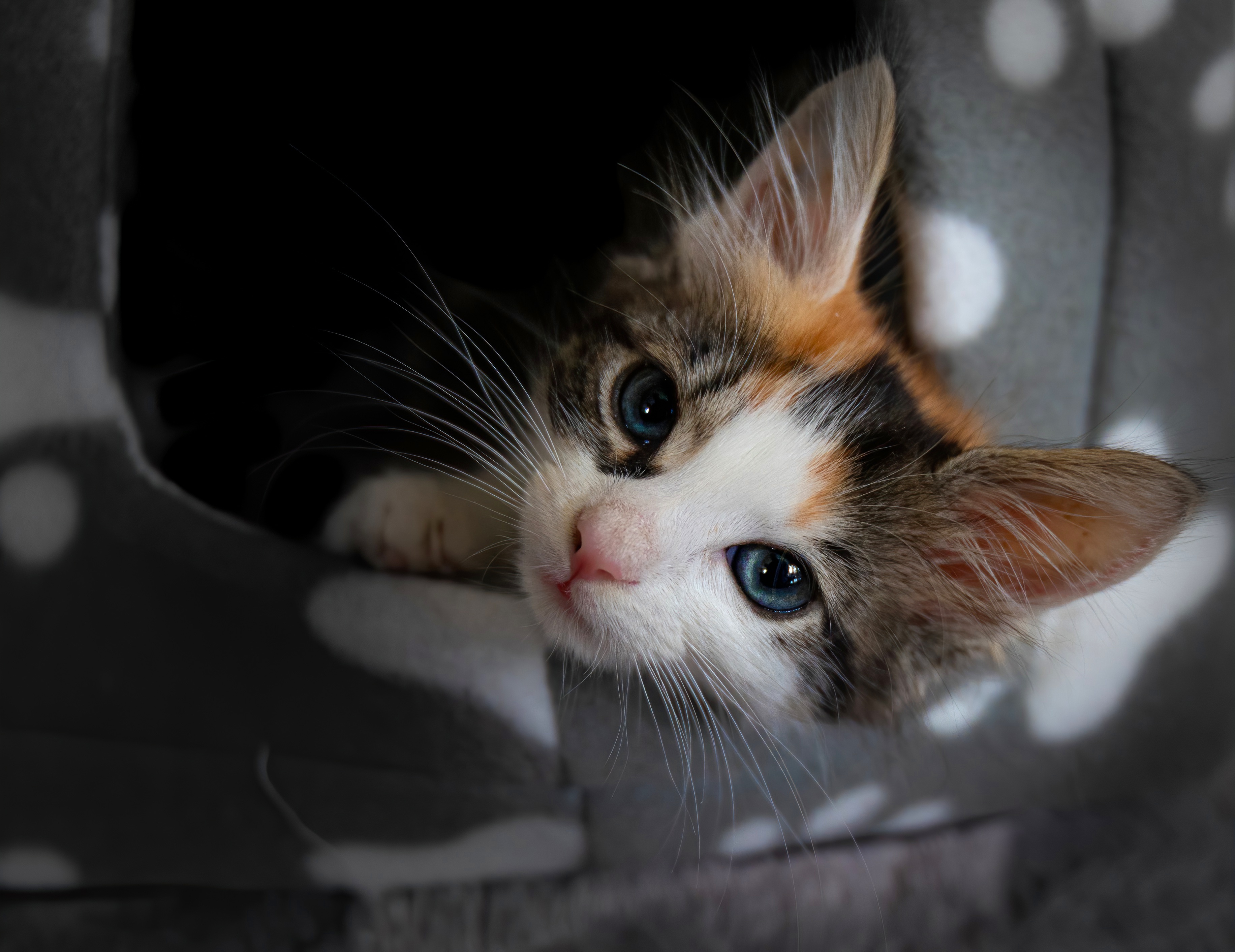 Adorable kitten with striking blue eyes peeking HD Wallpaper
