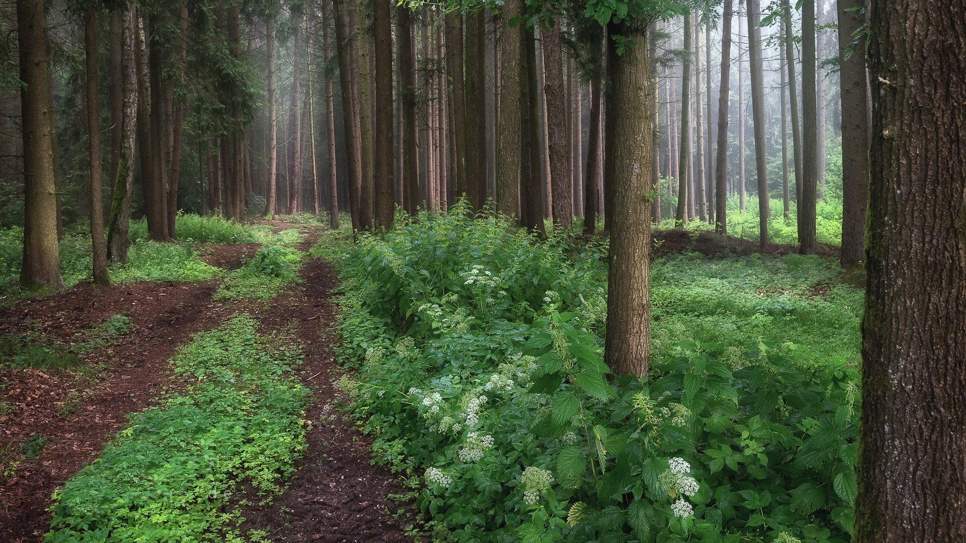 Winding path through a dense, misty forest HD Wallpaper