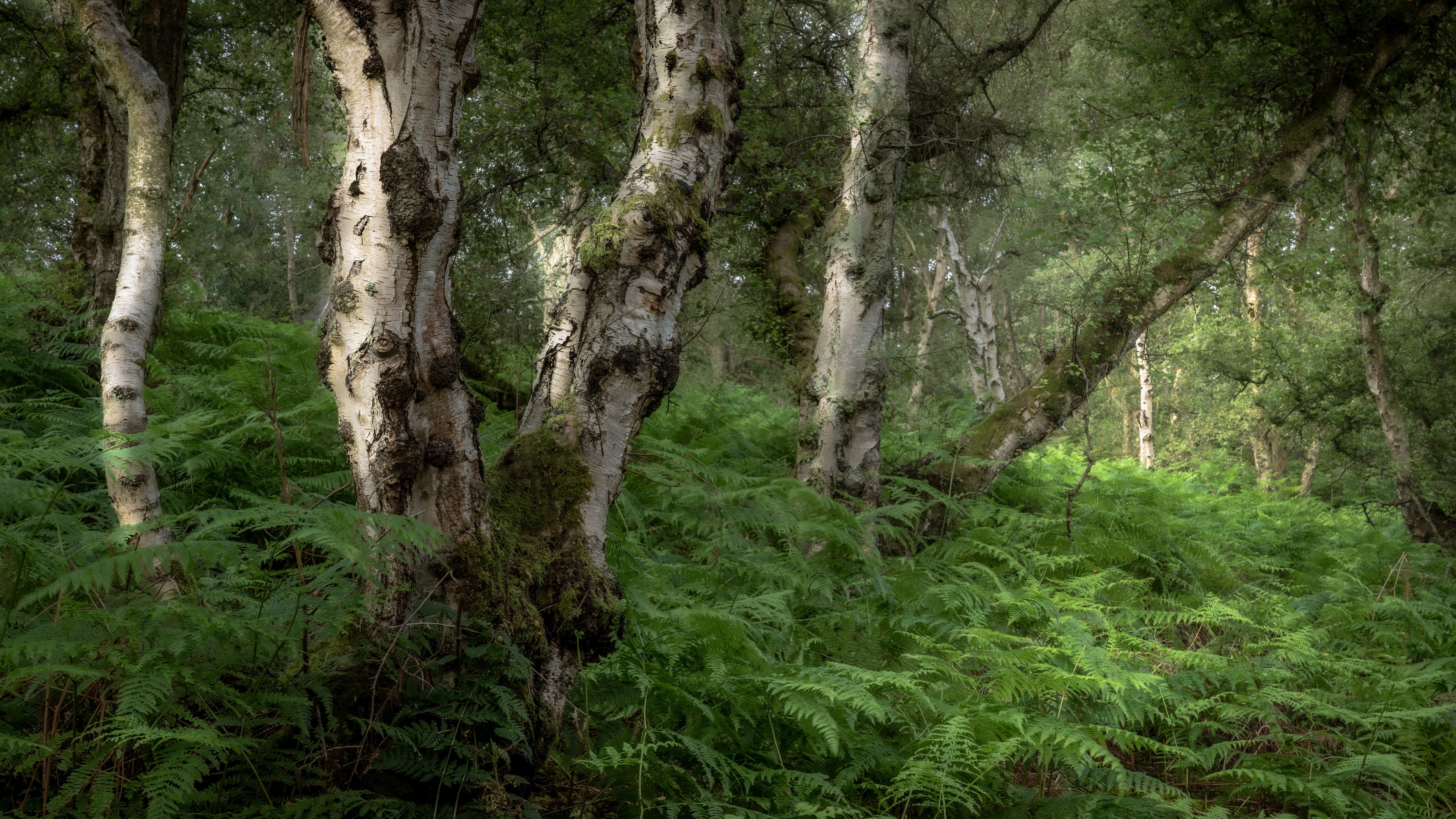 Lush Fern Forest with Birch Trees HD Wallpaper