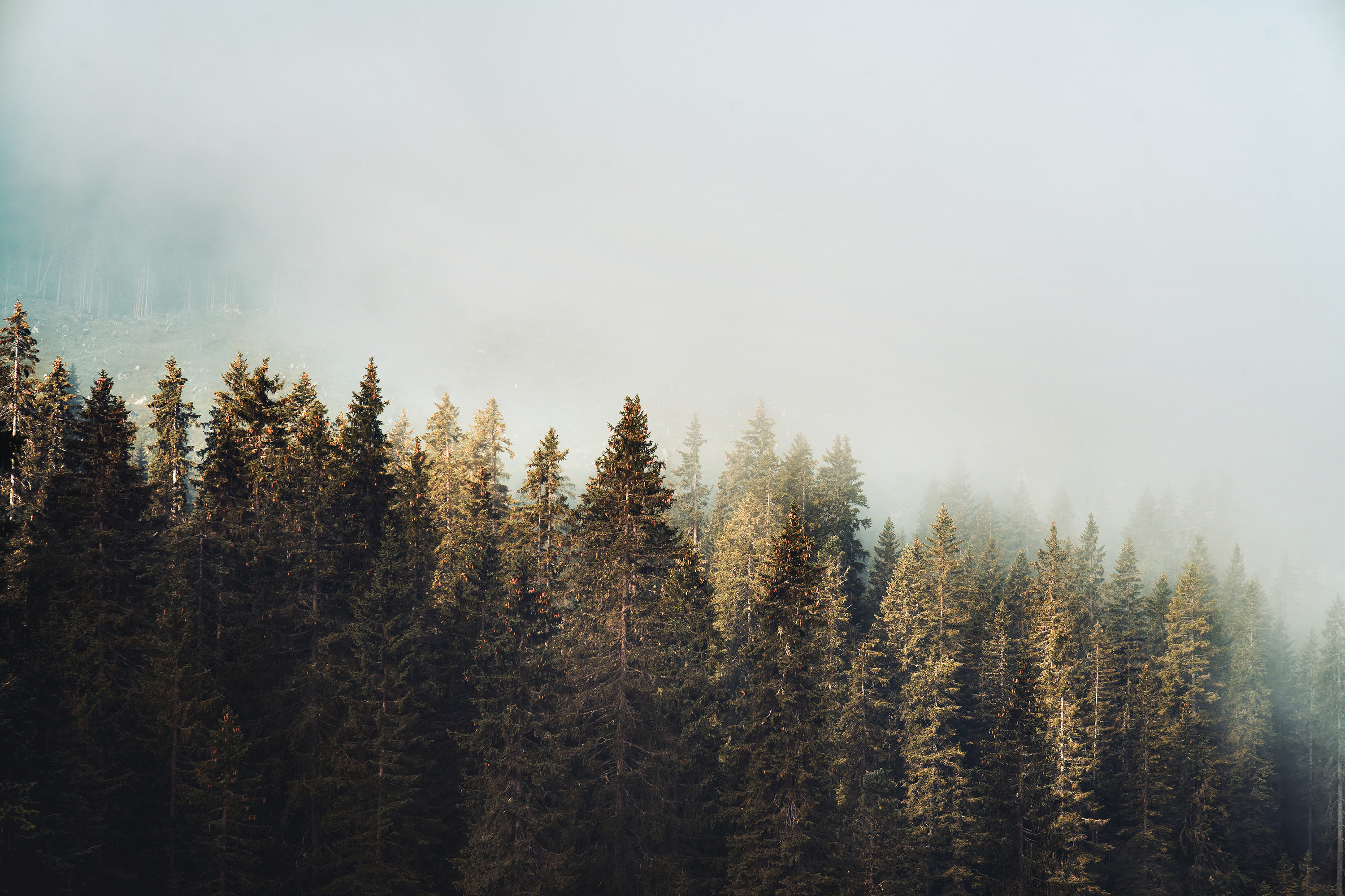 Pine Forest in Dense Fog HD Wallpaper
