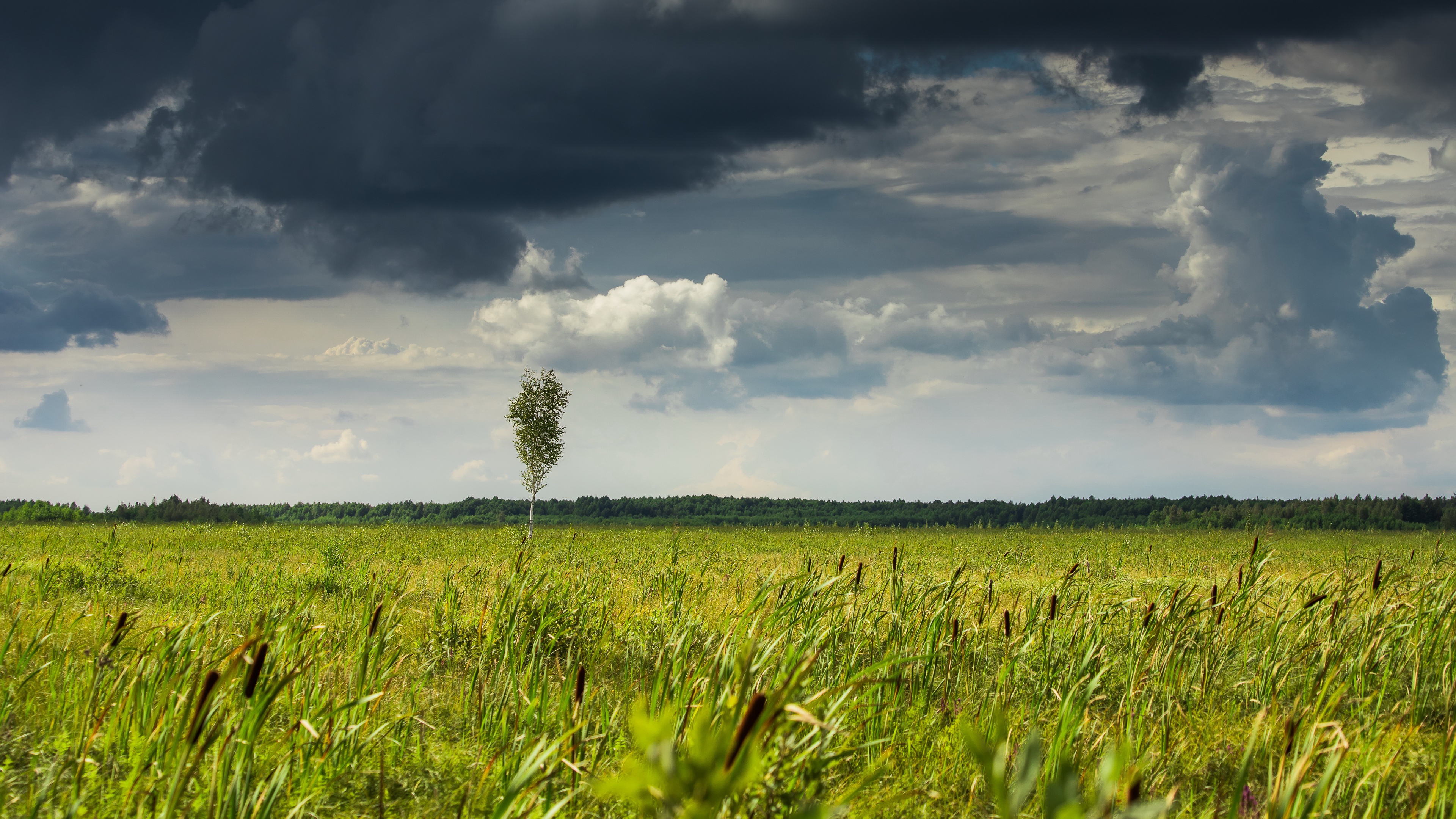Lone birch tree in a green field under a dramatic sky HD Wallpaper